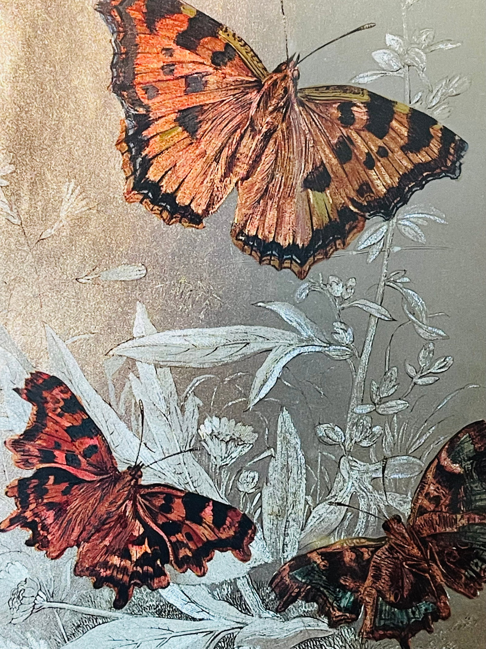 1960s Monarch Butterflies on Silver Chromolithograph Framed - 3