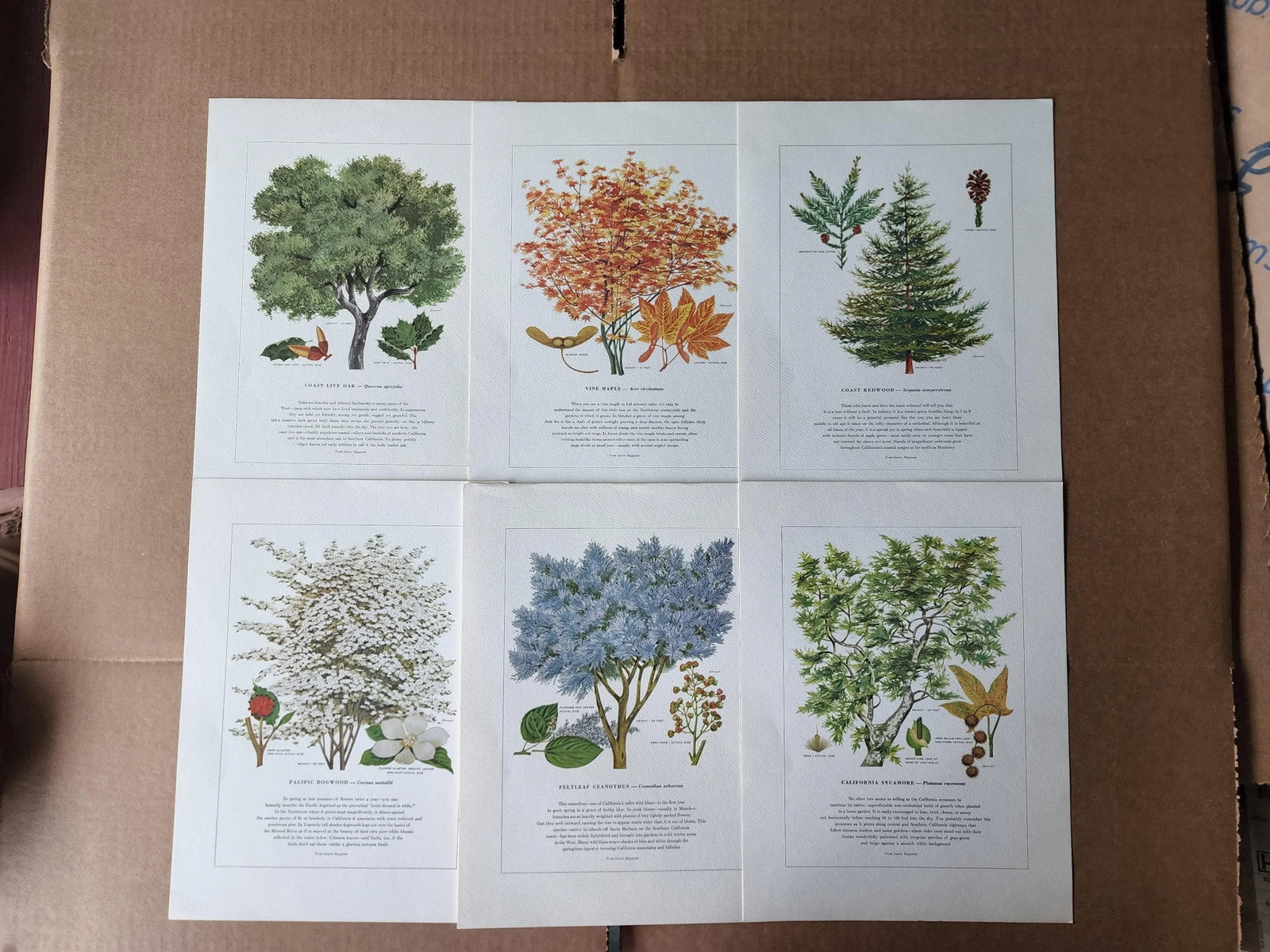 A Portfolio of Native Western Trees by Harry O Diamond Painted for Sunset Magazine Nov 1956 - 10