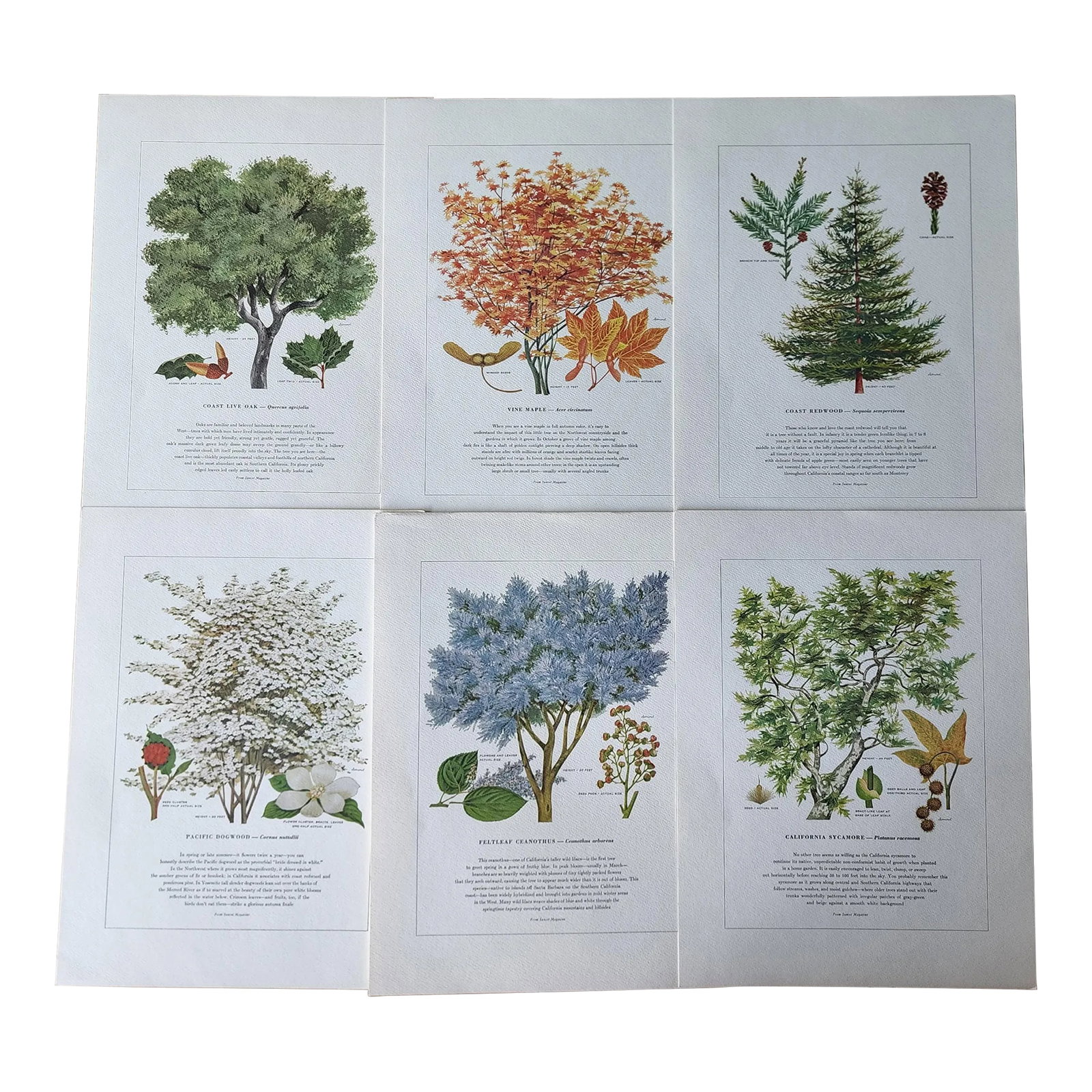 A Portfolio of Native Western Trees by Harry O Diamond Painted for Sunset Magazine Nov 1956: 1956 Portfolio of Native Western Trees Painted for Sunset Magazine, November 1956 by Harry O. Diamond. Lane Publishing Company. Set of 6 Watercolor Prints. Condition: Alterations: Original Condition U
