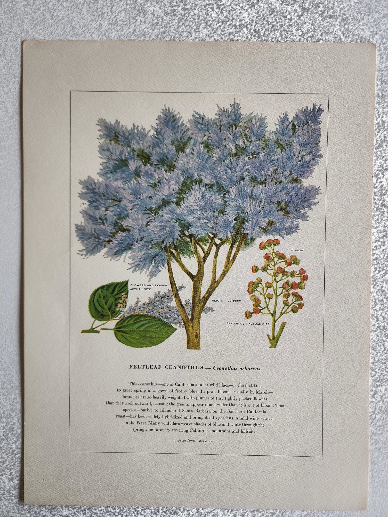 A Portfolio of Native Western Trees by Harry O Diamond Painted for Sunset Magazine Nov 1956 - 4