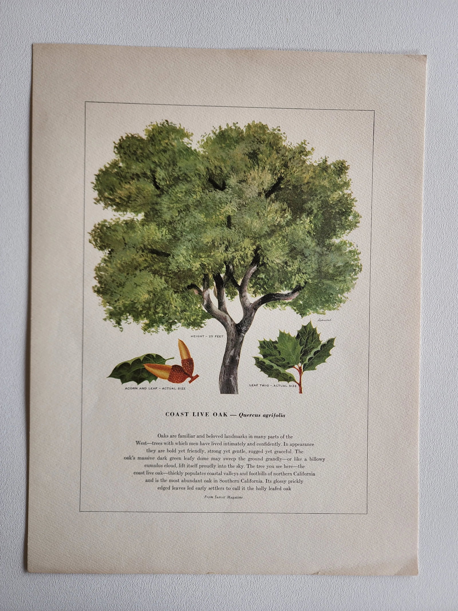 A Portfolio of Native Western Trees by Harry O Diamond Painted for Sunset Magazine Nov 1956 - 5