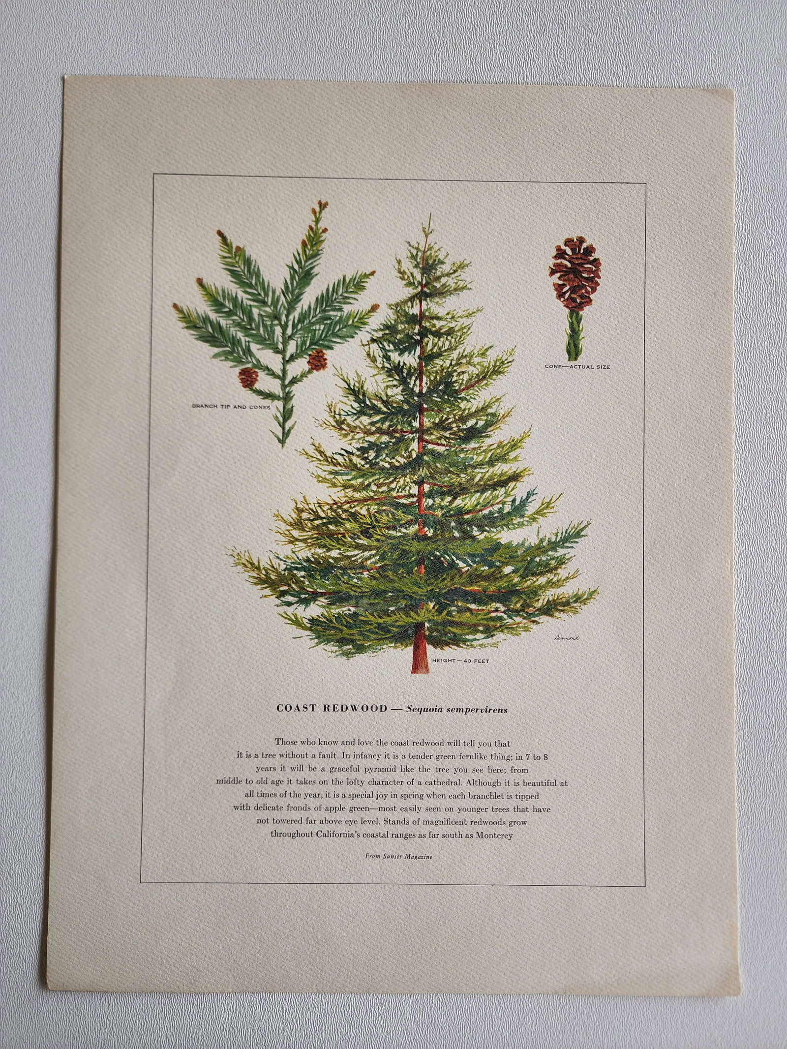 A Portfolio of Native Western Trees by Harry O Diamond Painted for Sunset Magazine Nov 1956 - 6