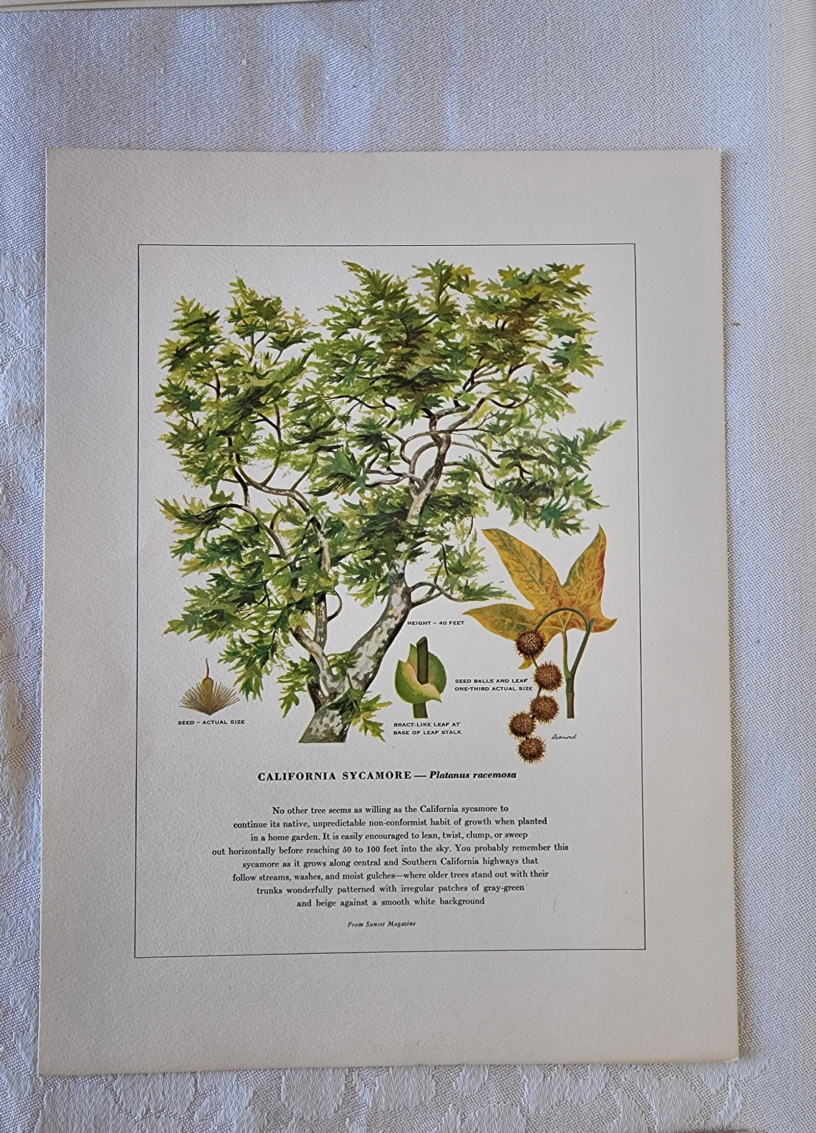 A Portfolio of Native Western Trees by Harry O Diamond Painted for Sunset Magazine Nov 1956 - 7