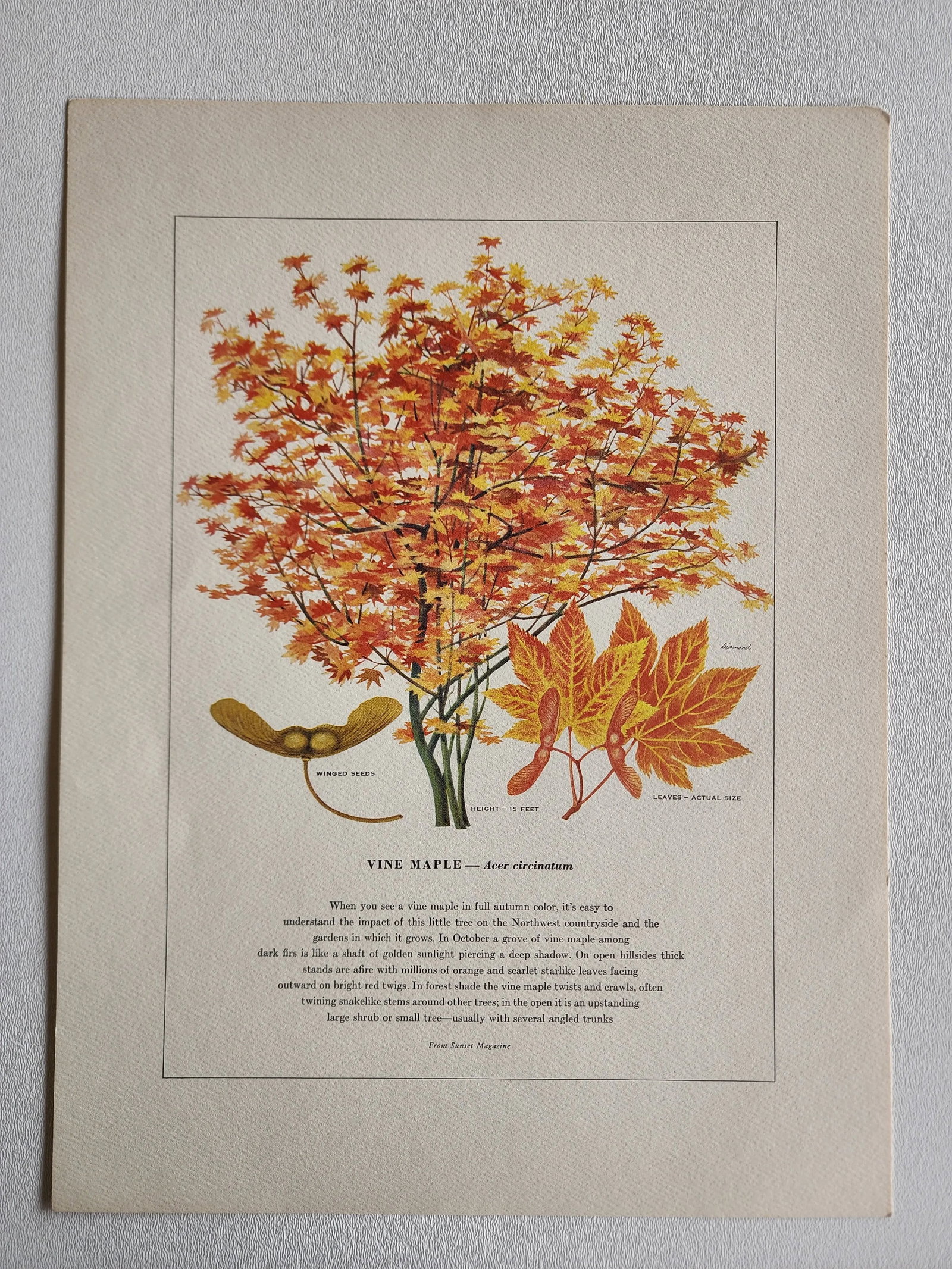 A Portfolio of Native Western Trees by Harry O Diamond Painted for Sunset Magazine Nov 1956 - 8