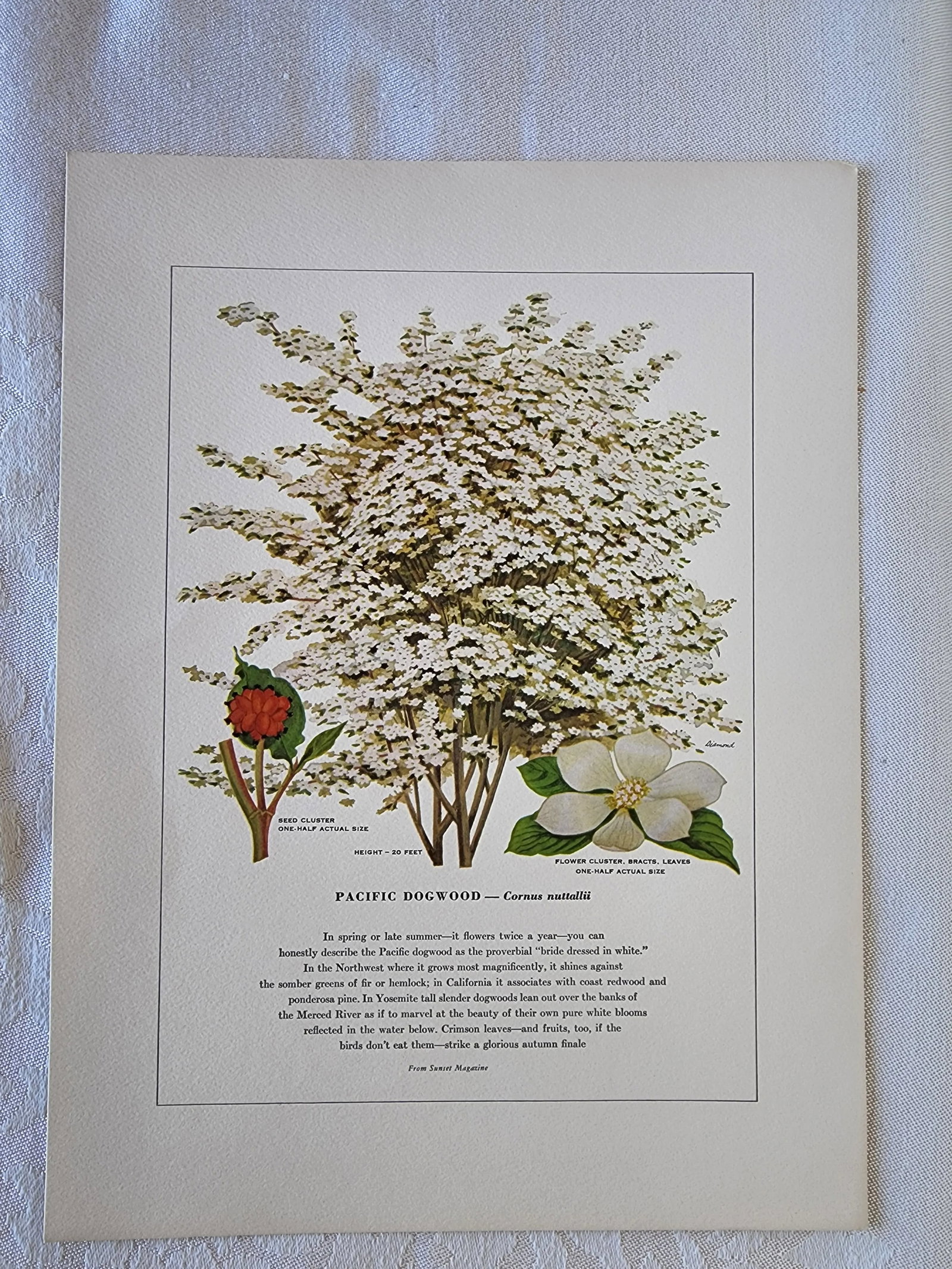 A Portfolio of Native Western Trees by Harry O Diamond Painted for Sunset Magazine Nov 1956 - 9