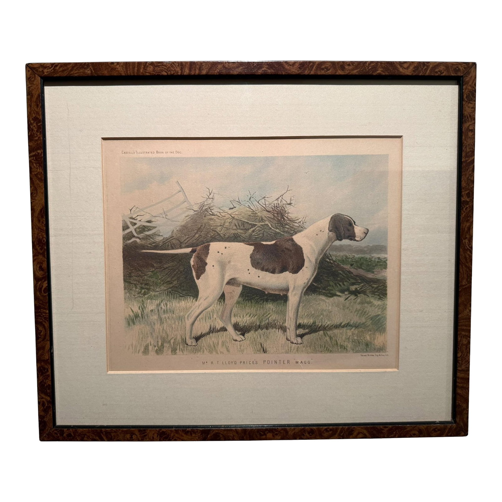 Original 1881 Chromolithograph of Pointer Dog "Wagg" From Cassell's Illustrated Book of the Dog, by (1 of 9)