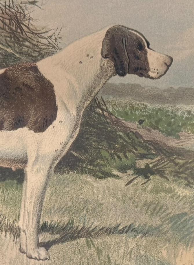 Original 1881 Chromolithograph of Pointer Dog "Wagg" From Cassell's Illustrated Book of the Dog, by - 2
