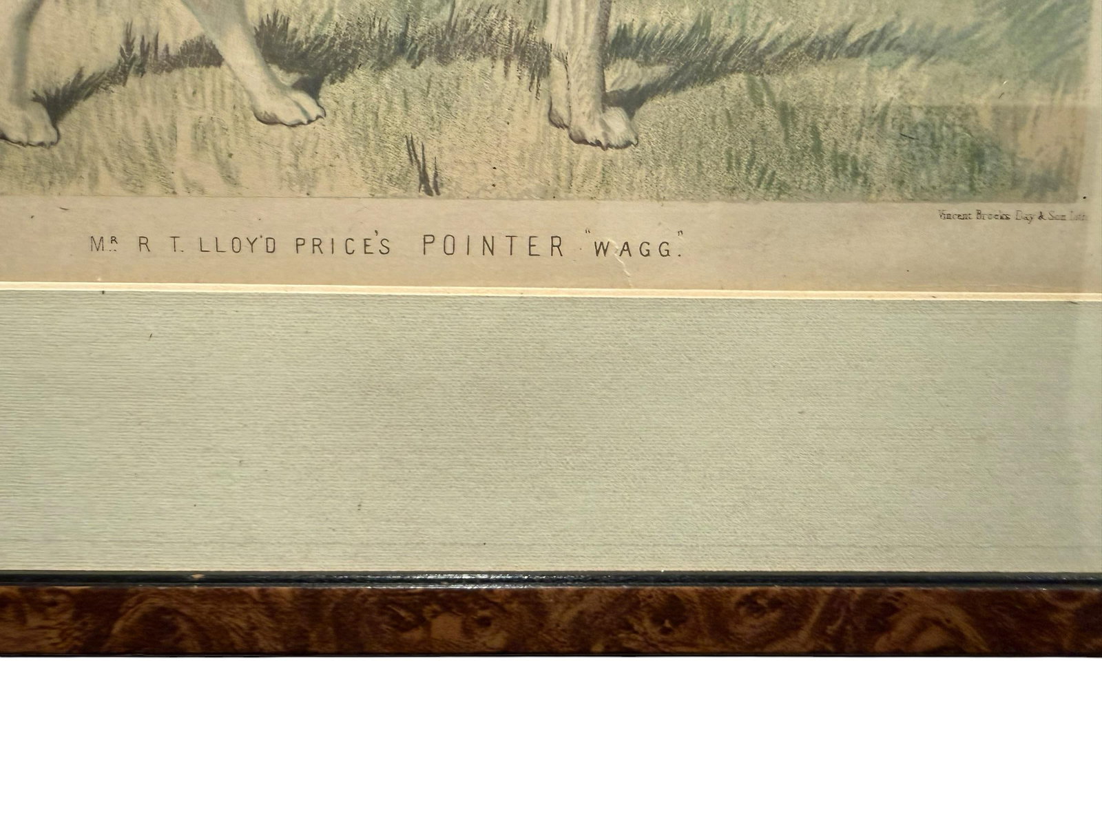 Original 1881 Chromolithograph of Pointer Dog "Wagg" From Cassell's Illustrated Book of the Dog, by - 3