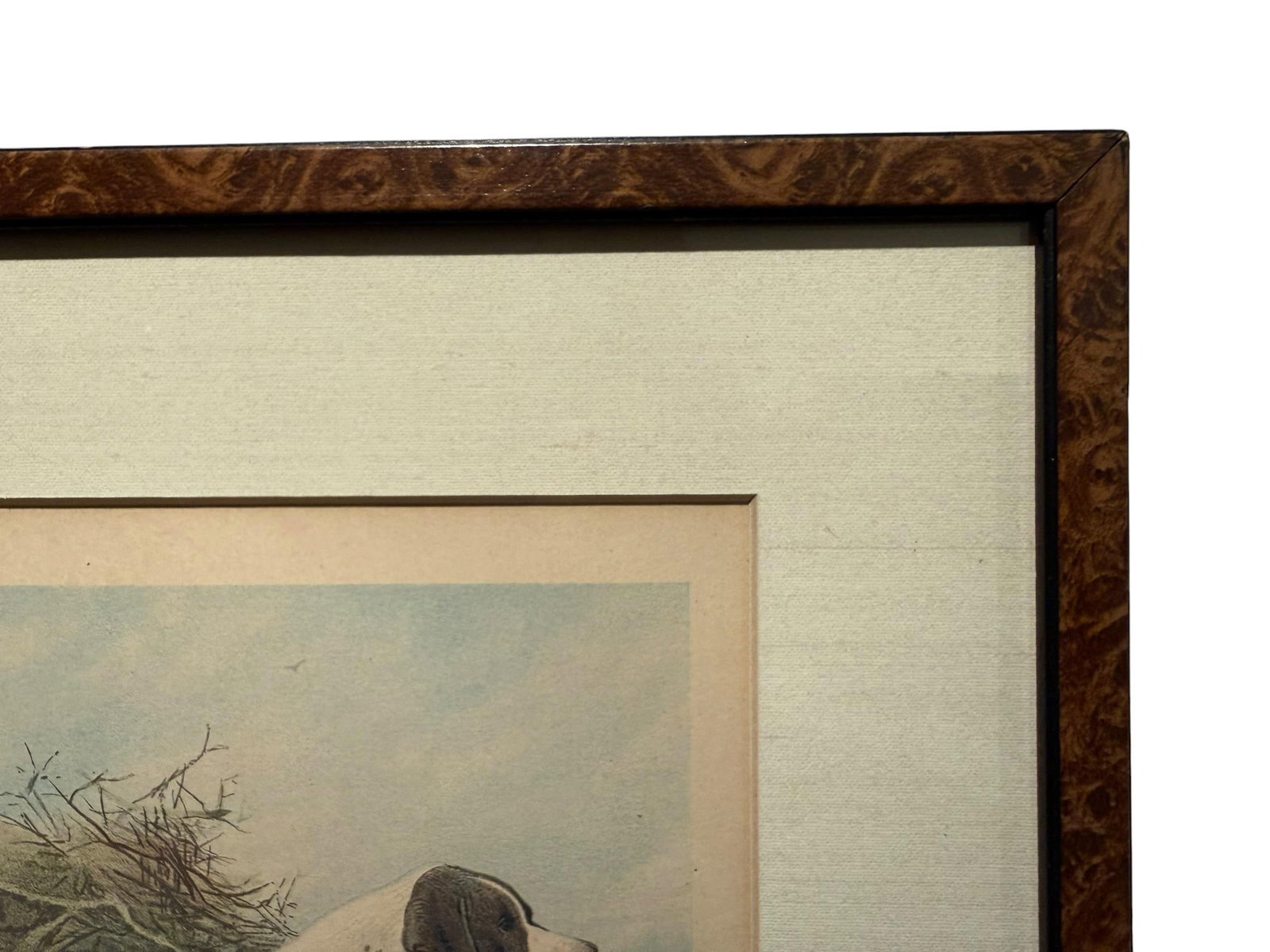 Original 1881 Chromolithograph of Pointer Dog "Wagg" From Cassell's Illustrated Book of the Dog, by - 5