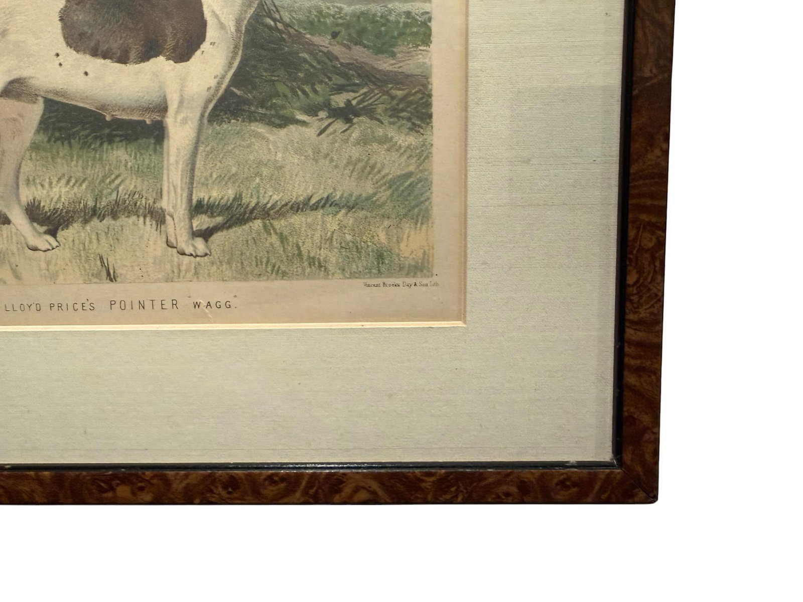 Original 1881 Chromolithograph of Pointer Dog "Wagg" From Cassell's Illustrated Book of the Dog, by - 6