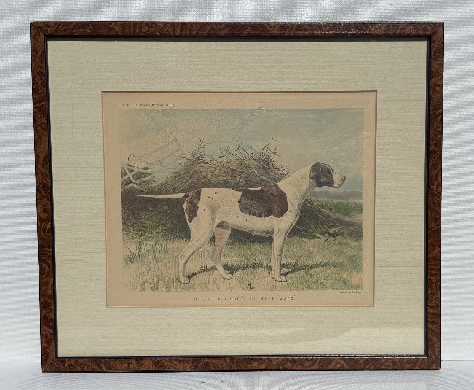 Original 1881 Chromolithograph of Pointer Dog "Wagg" From Cassell's Illustrated Book of the Dog, by - 8