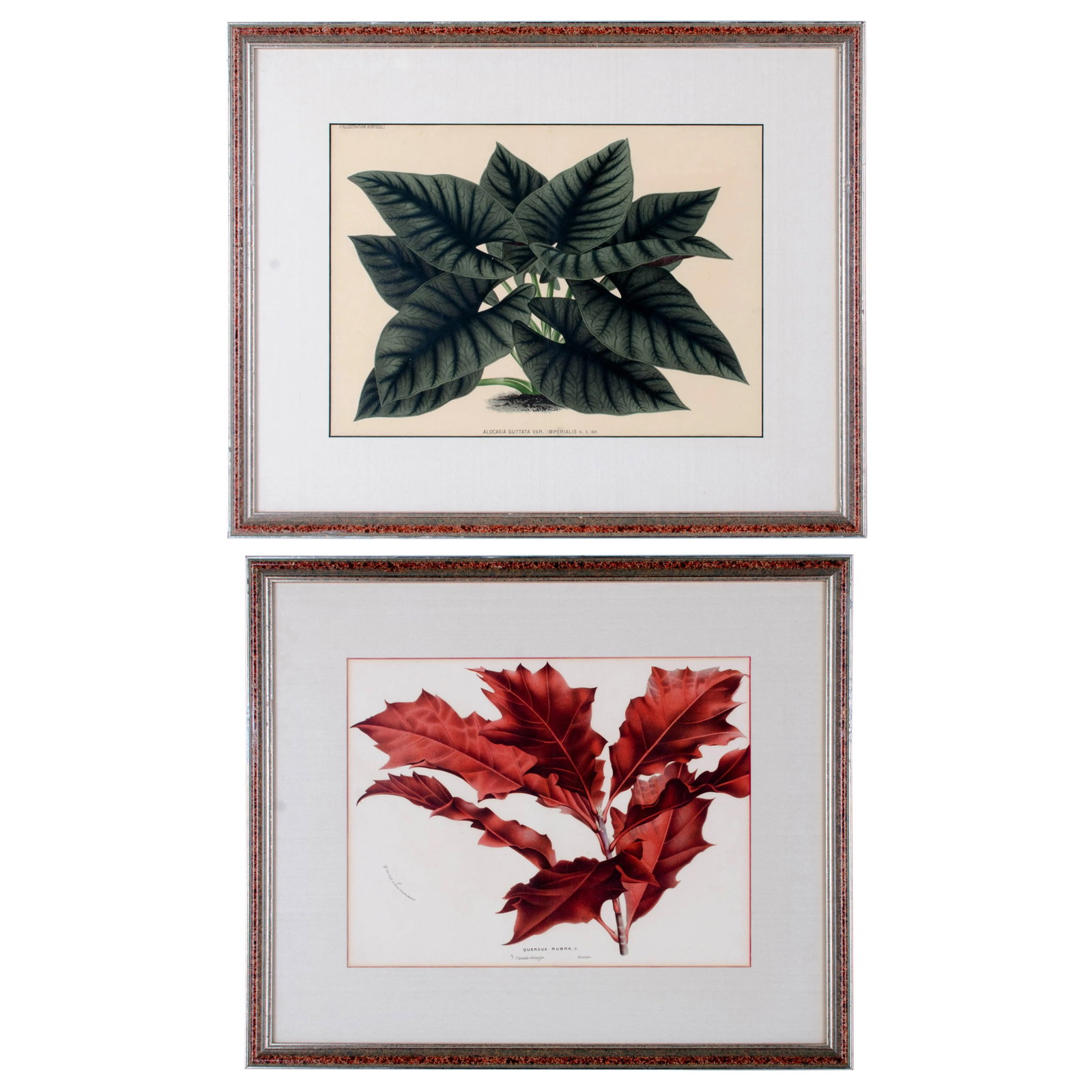 Botanical Lithographs from Linden's L'Illustration Horticole - A Pair: Jean Jules Linden (Belgian, 1817-1898) Pair of botanical chromolithographs from L'illustration Horticole, published in Belgium 1887-93. The publication featured discoveries in horticulture from the