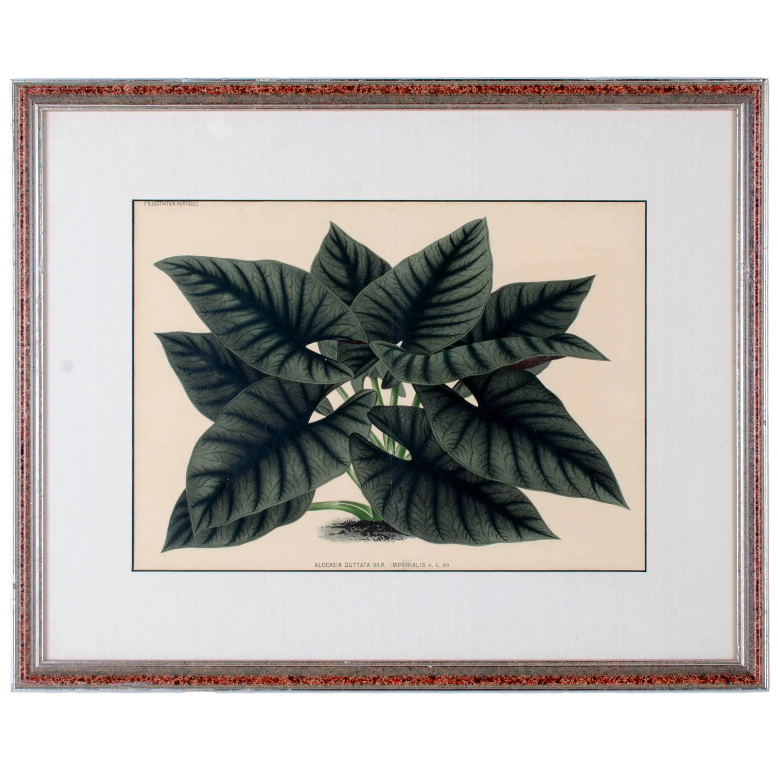 Botanical Lithographs from Linden's L'Illustration Horticole - A Pair - 2