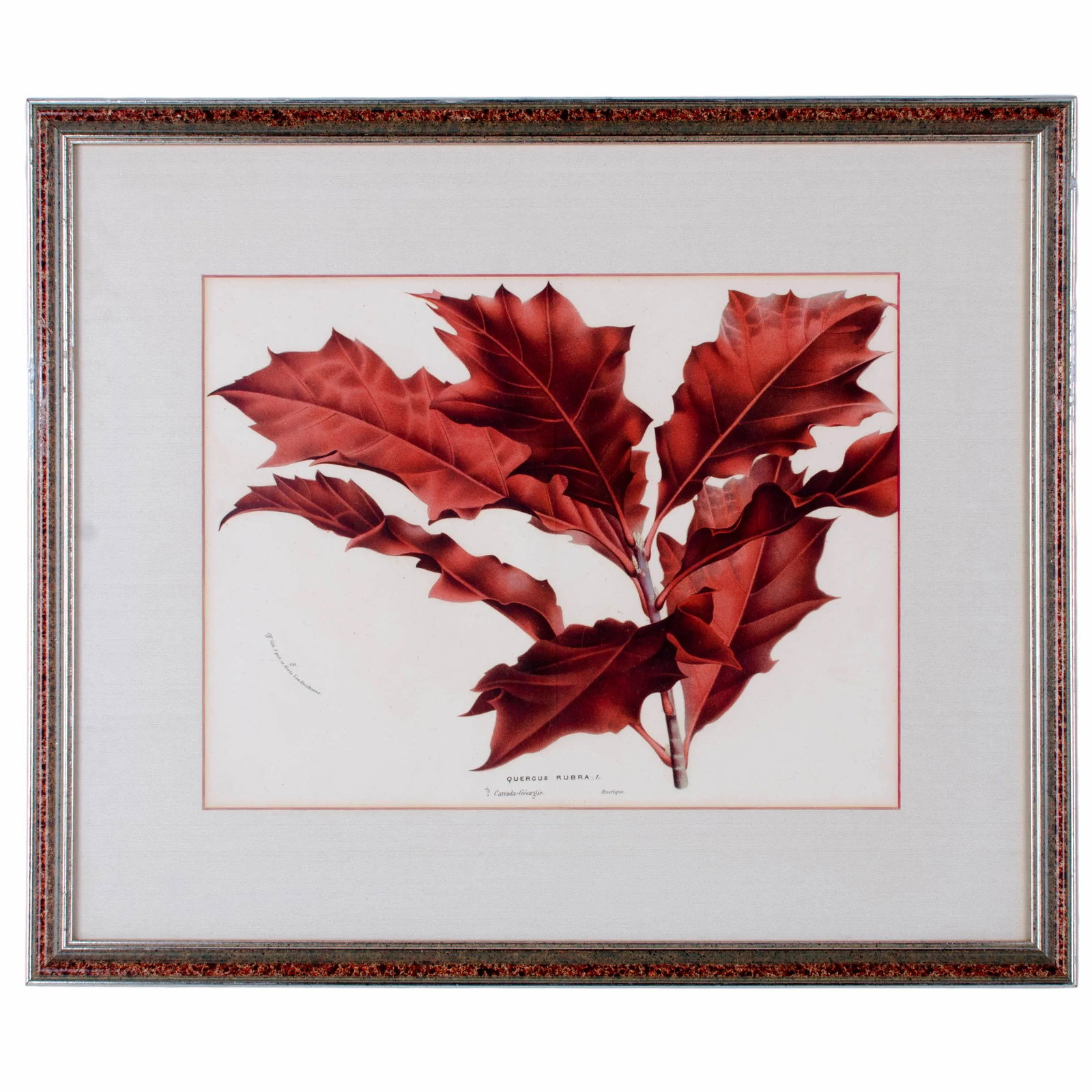 Botanical Lithographs from Linden's L'Illustration Horticole - A Pair - 3