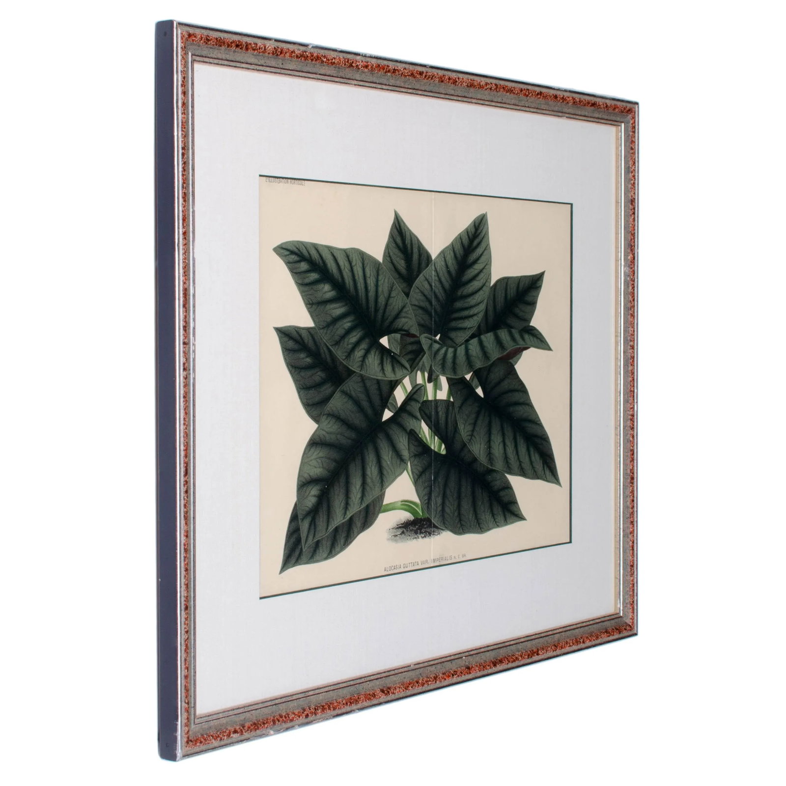 Botanical Lithographs from Linden's L'Illustration Horticole - A Pair - 4
