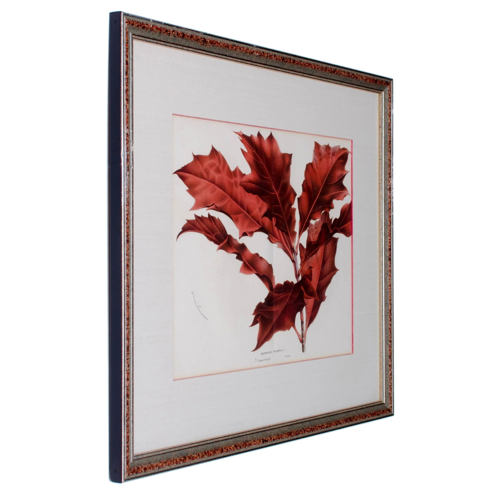 Botanical Lithographs from Linden's L'Illustration Horticole - A Pair - 5