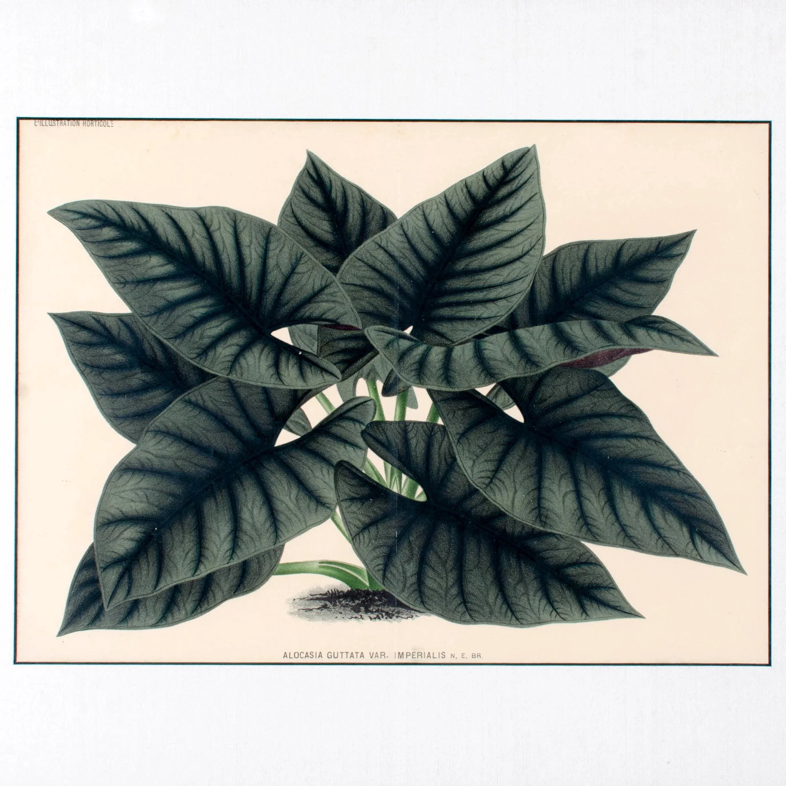 Botanical Lithographs from Linden's L'Illustration Horticole - A Pair - 6