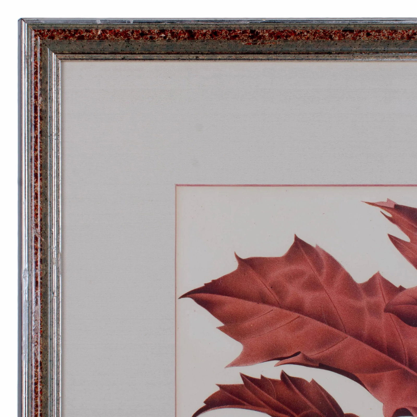 Botanical Lithographs from Linden's L'Illustration Horticole - A Pair - 7