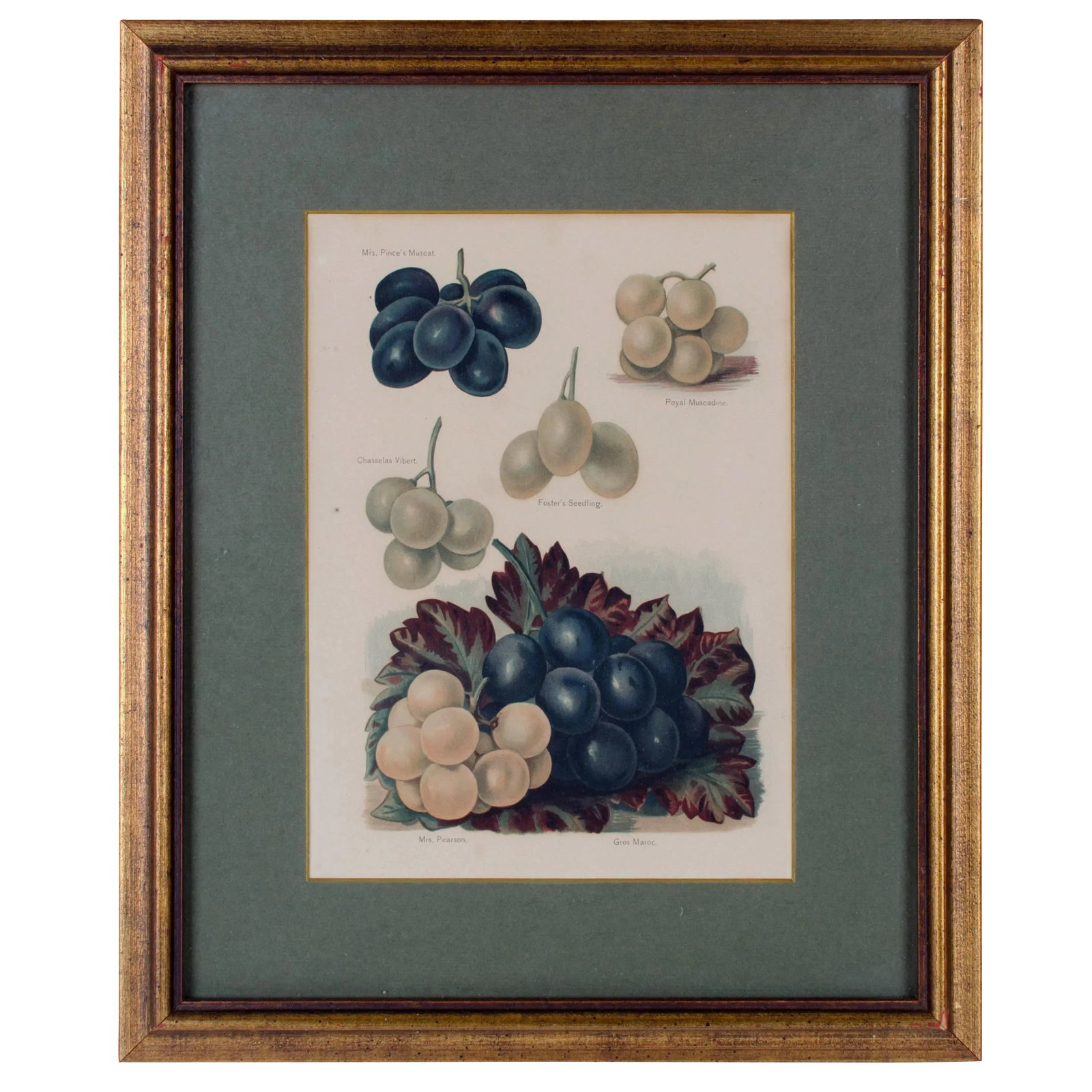 Muscadine, Muscat Variety Grapes, Color Lithograph c1891: Offered is framed antique print featuring several varieties of grapes (Mrs. Pince's Muscat, Royal Muscadine, Chasselas Vibert, Foster's Seedling, Mrs. Pearson and Gros Marcoc). May Rivers was the arti