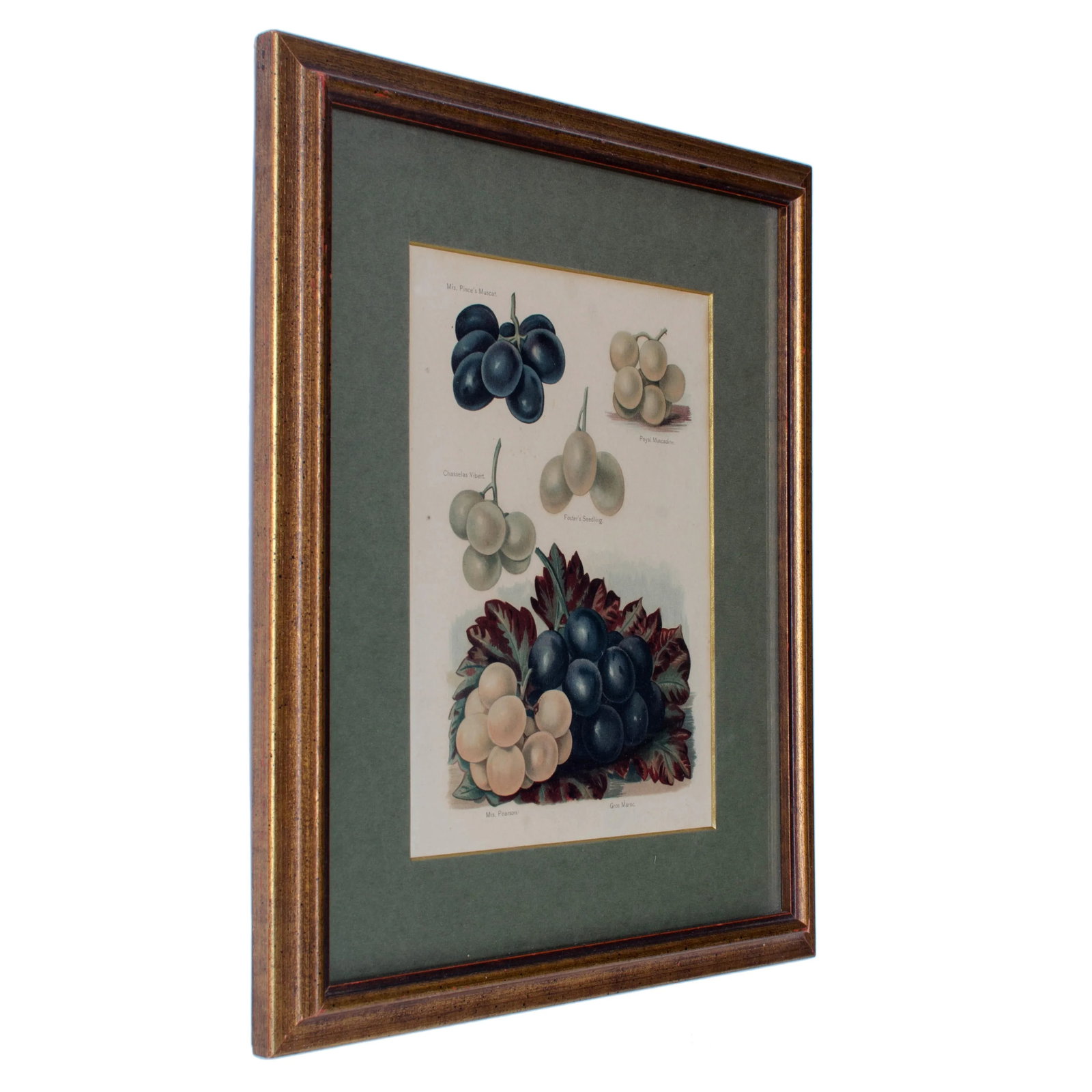 Muscadine, Muscat Variety Grapes, Color Lithograph c1891 - 2