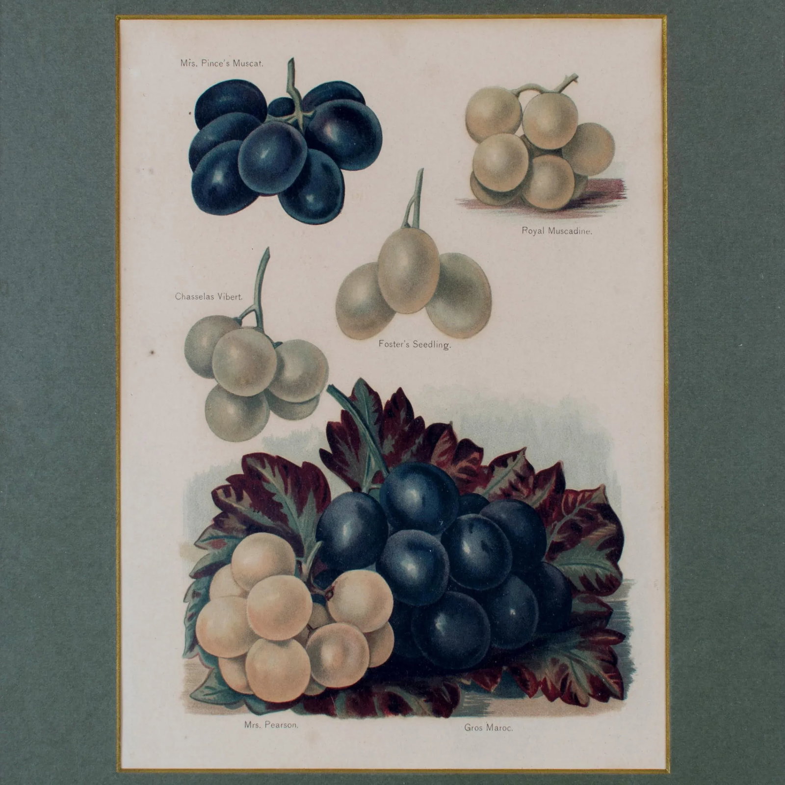 Muscadine, Muscat Variety Grapes, Color Lithograph c1891 - 3