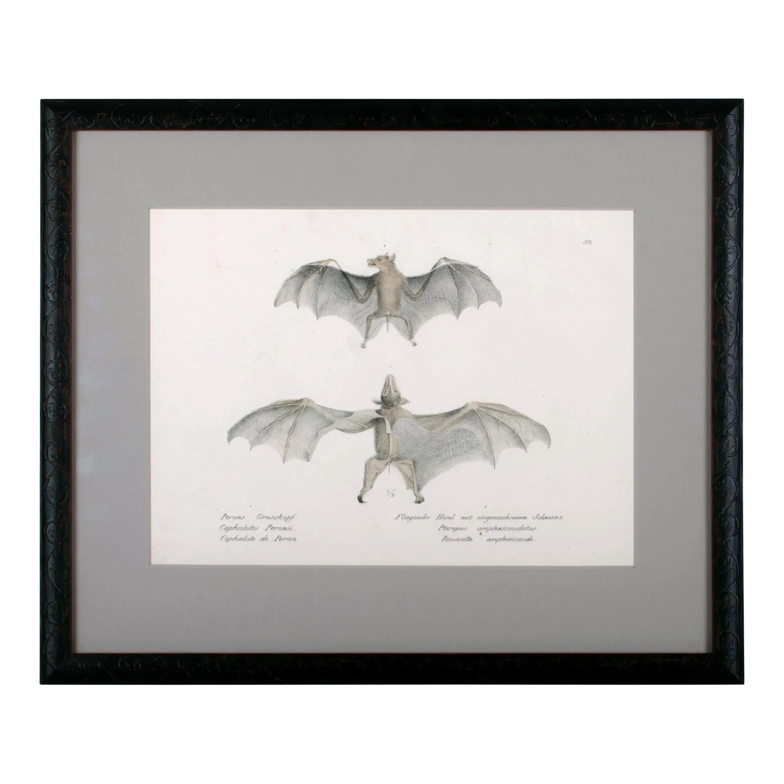 1836 Schinz & Brodtmann Flying Fox Bat Lithograph: Offered is a hand colored stone lithograph from Carl Joseph Brodtmann's Naturhistorische Abbildungen der Saeucethiere, a work authored by Heinrich Rudolf Schinz in Zurich and published in 1836. sight 