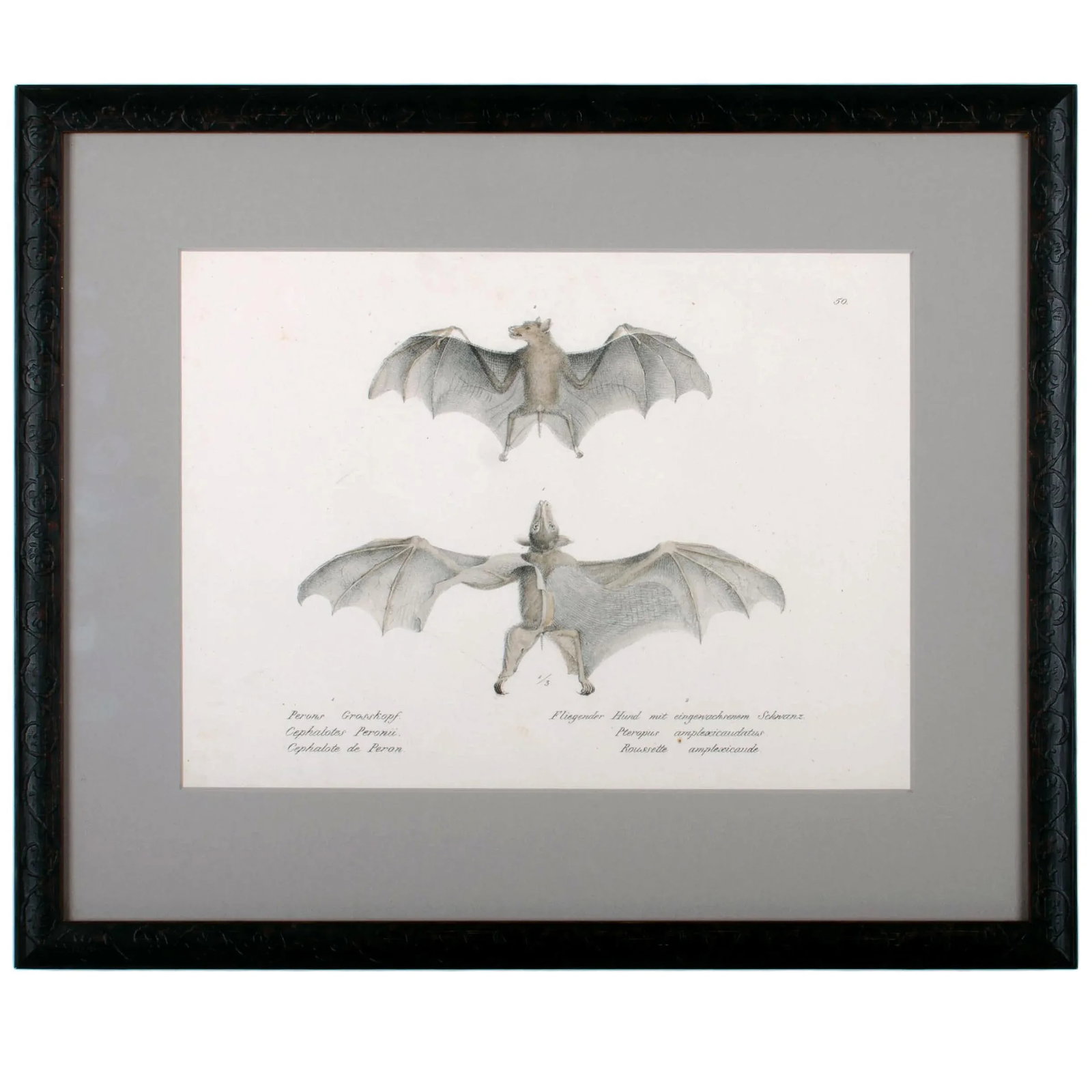 1836 Schinz & Brodtmann Flying Fox Bat Lithograph - 2
