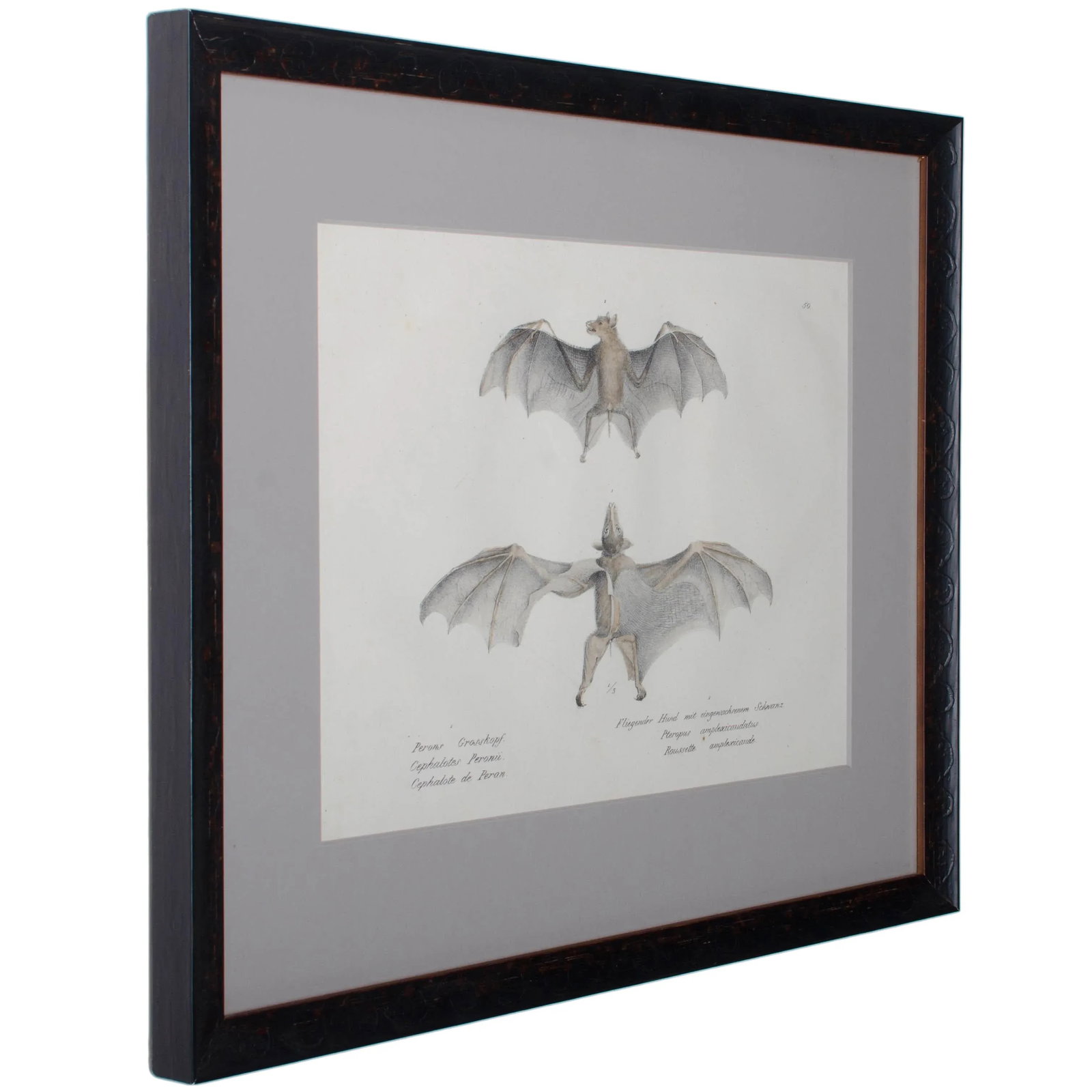1836 Schinz & Brodtmann Flying Fox Bat Lithograph - 3