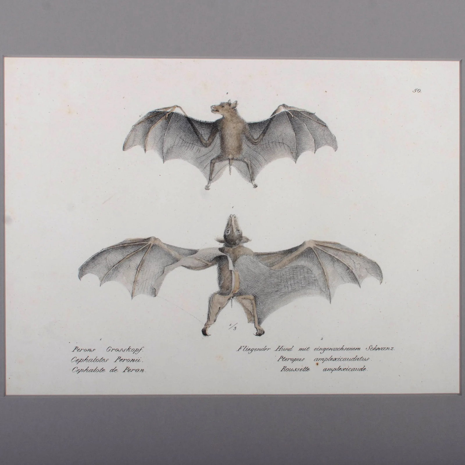 1836 Schinz & Brodtmann Flying Fox Bat Lithograph - 4