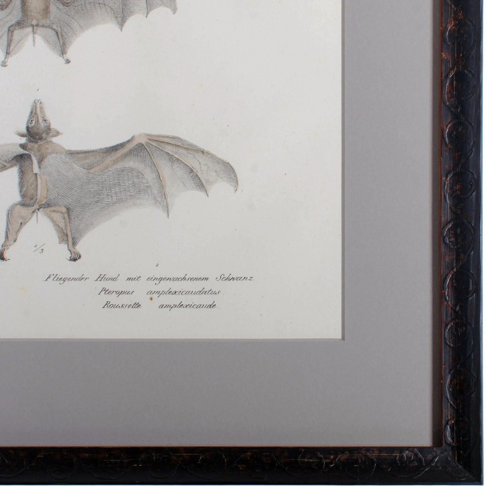 1836 Schinz & Brodtmann Flying Fox Bat Lithograph - 5