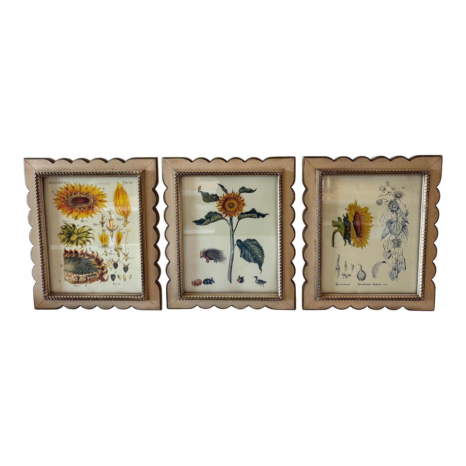 Set of 3 Vintage Botanical Prints in Scalloped Wood Frames (1 of 7)