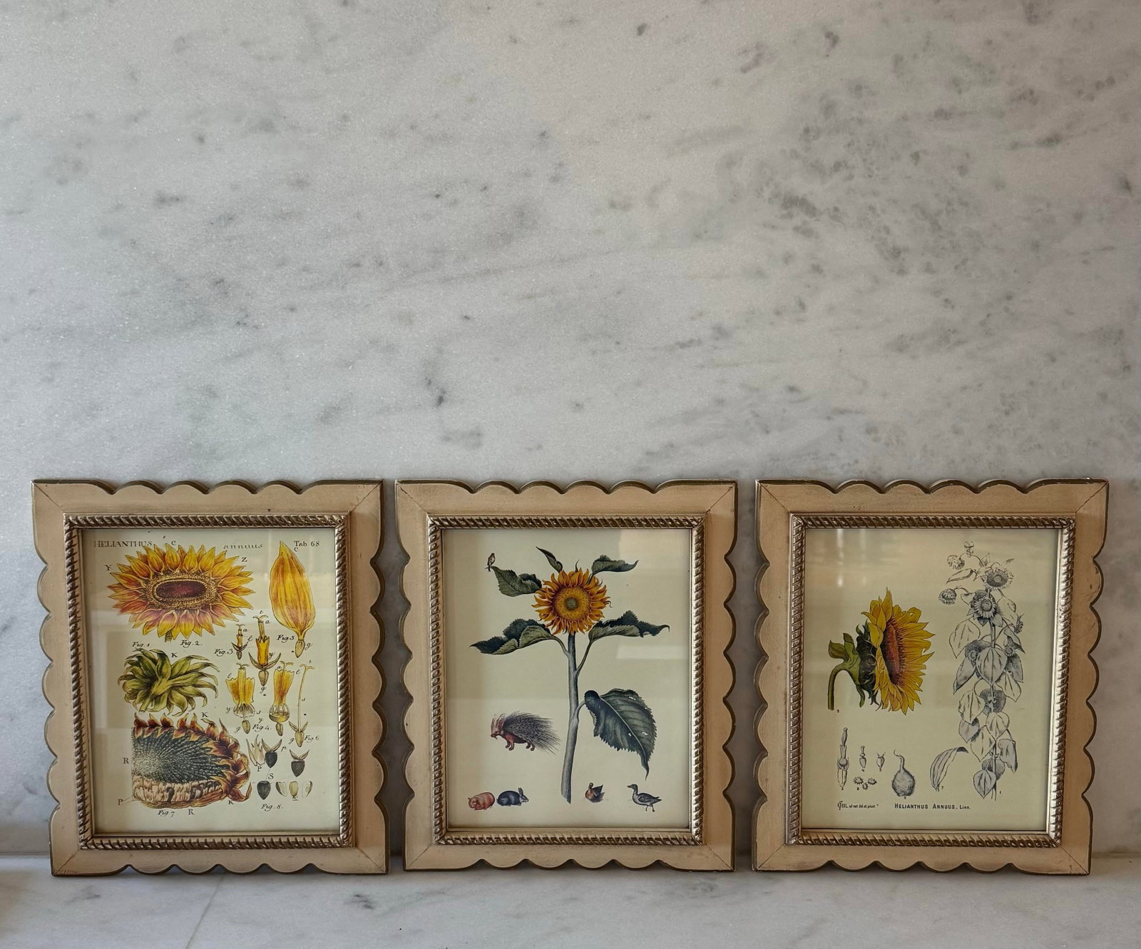Set of 3 Vintage Botanical Prints in Scalloped Wood Frames - 2