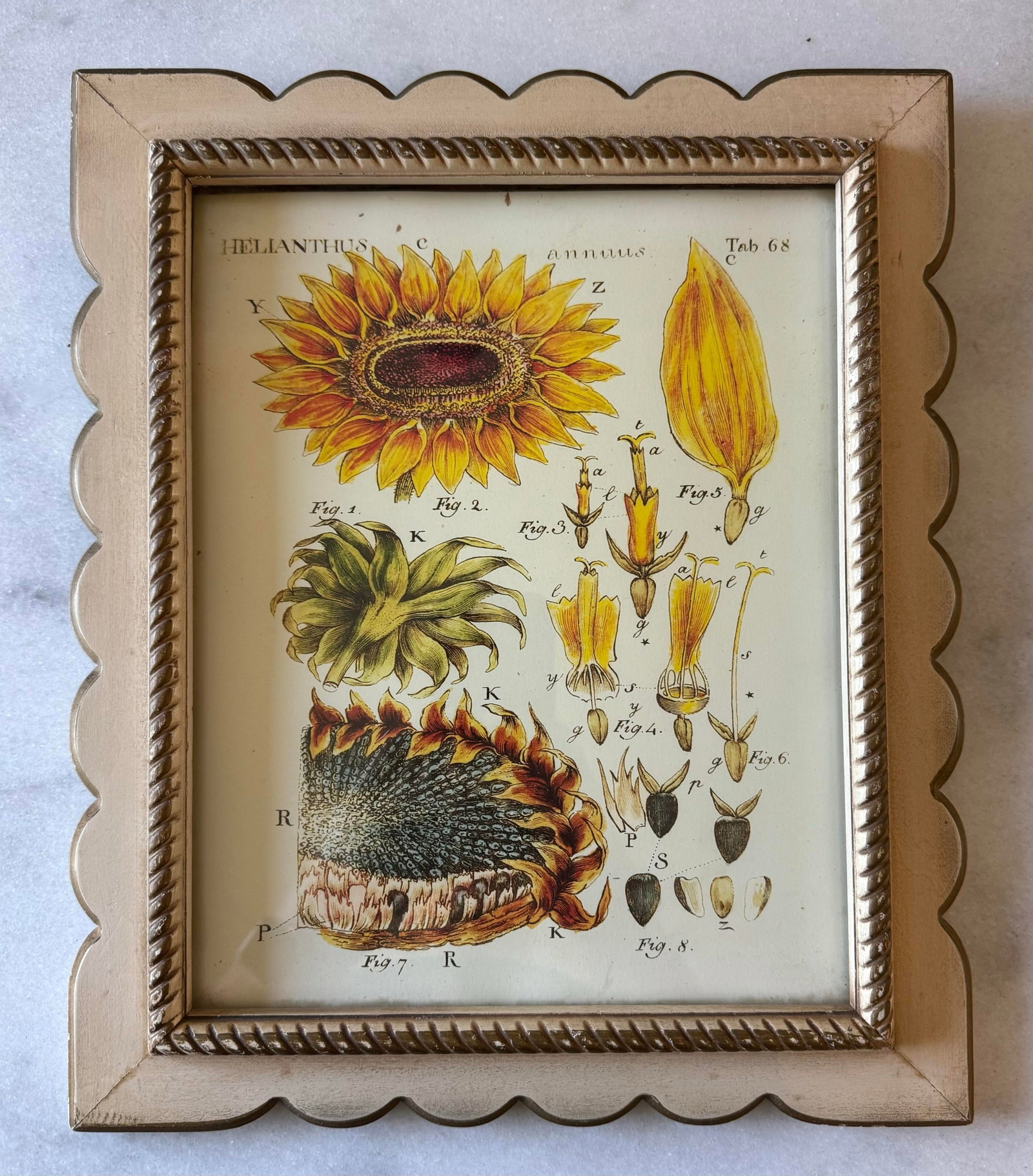 Set of 3 Vintage Botanical Prints in Scalloped Wood Frames - 3