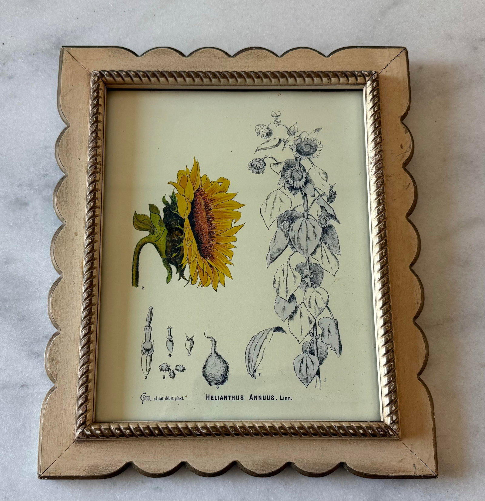 Set of 3 Vintage Botanical Prints in Scalloped Wood Frames - 5