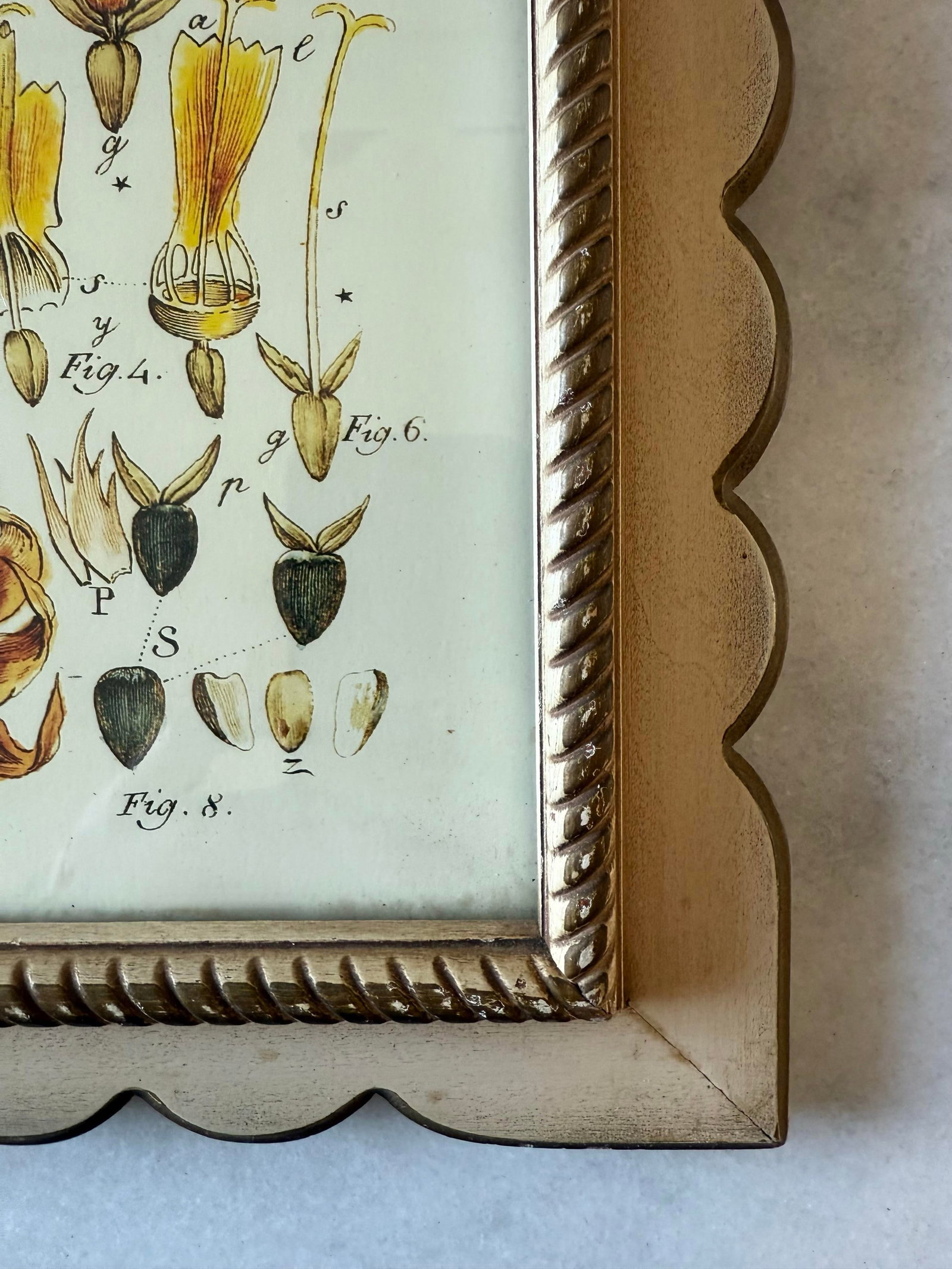 Set of 3 Vintage Botanical Prints in Scalloped Wood Frames - 6