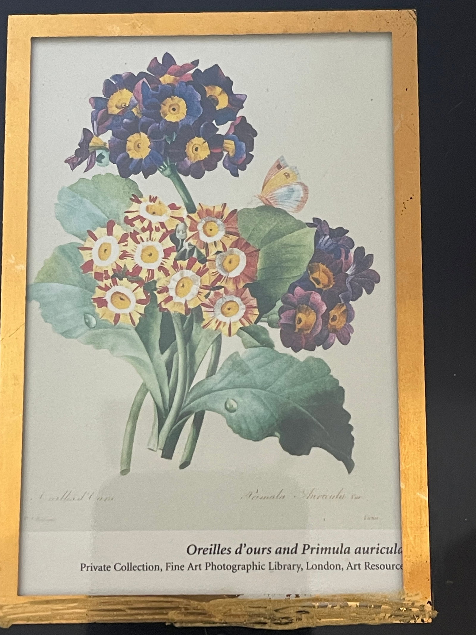 1970s Lovely Small Floral Primula Chromolithograph in Gold Frame Reproduction - 2