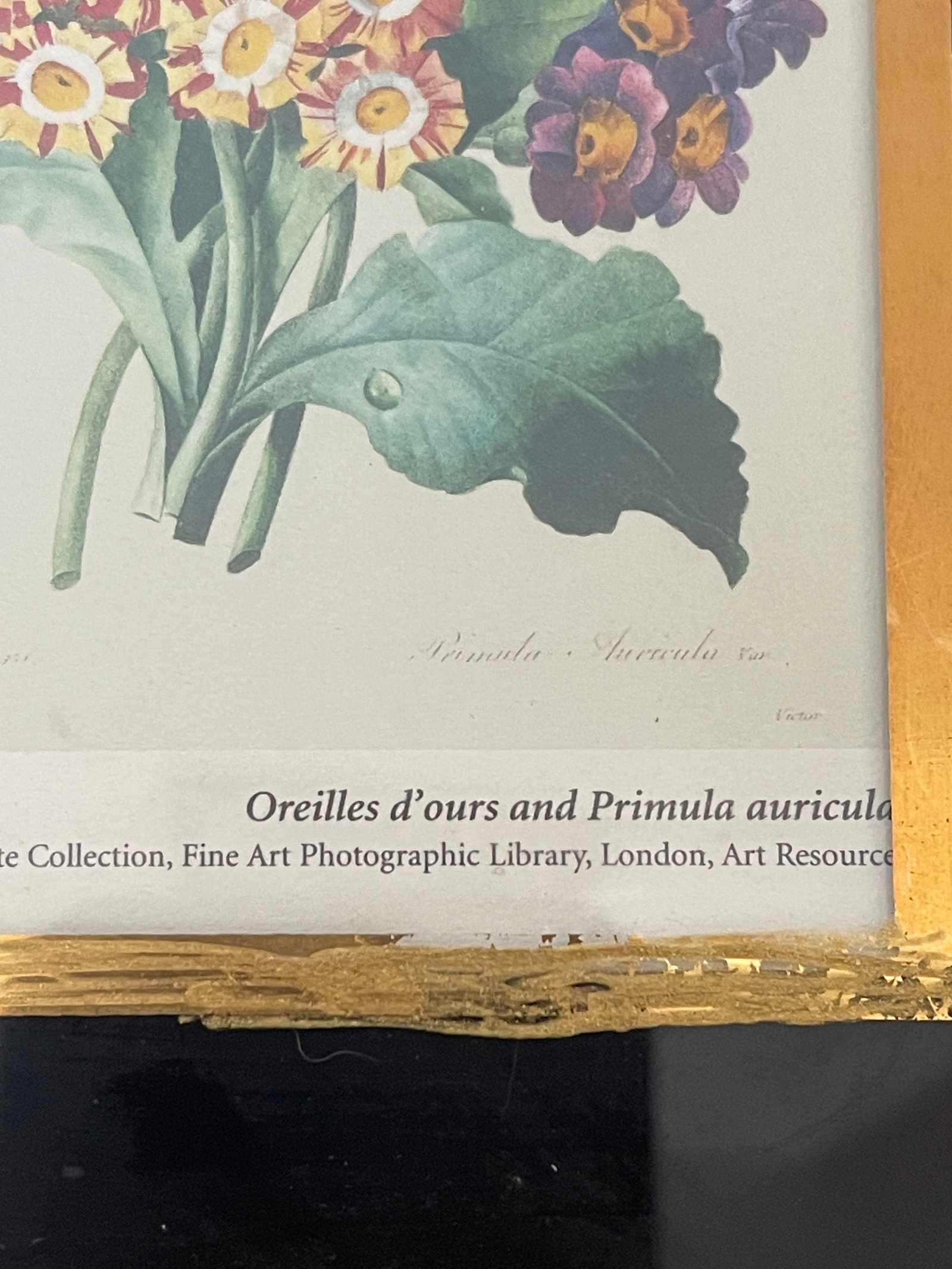 1970s Lovely Small Floral Primula Chromolithograph in Gold Frame Reproduction - 4