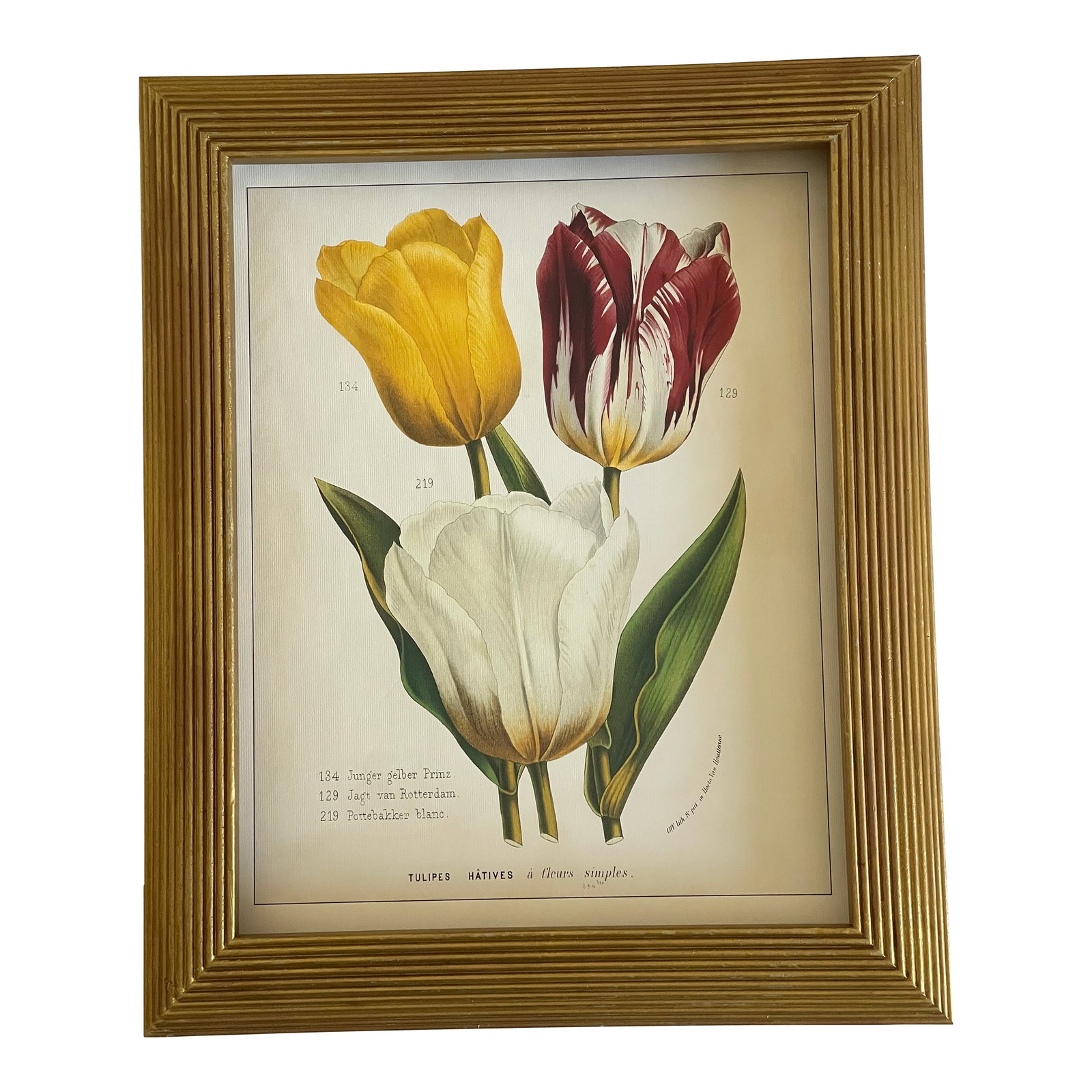 Vintage Van Houtte Floral Tulips Chromolithograph in Golden Frame Reproduction: Beautiful vintage Van Houtte Chromolithographs on paper of tulips, in gold tone frame. Condition: Alterations: Original Condition Unaltered Imperfections: Some Imperfections Condition Notes: Good