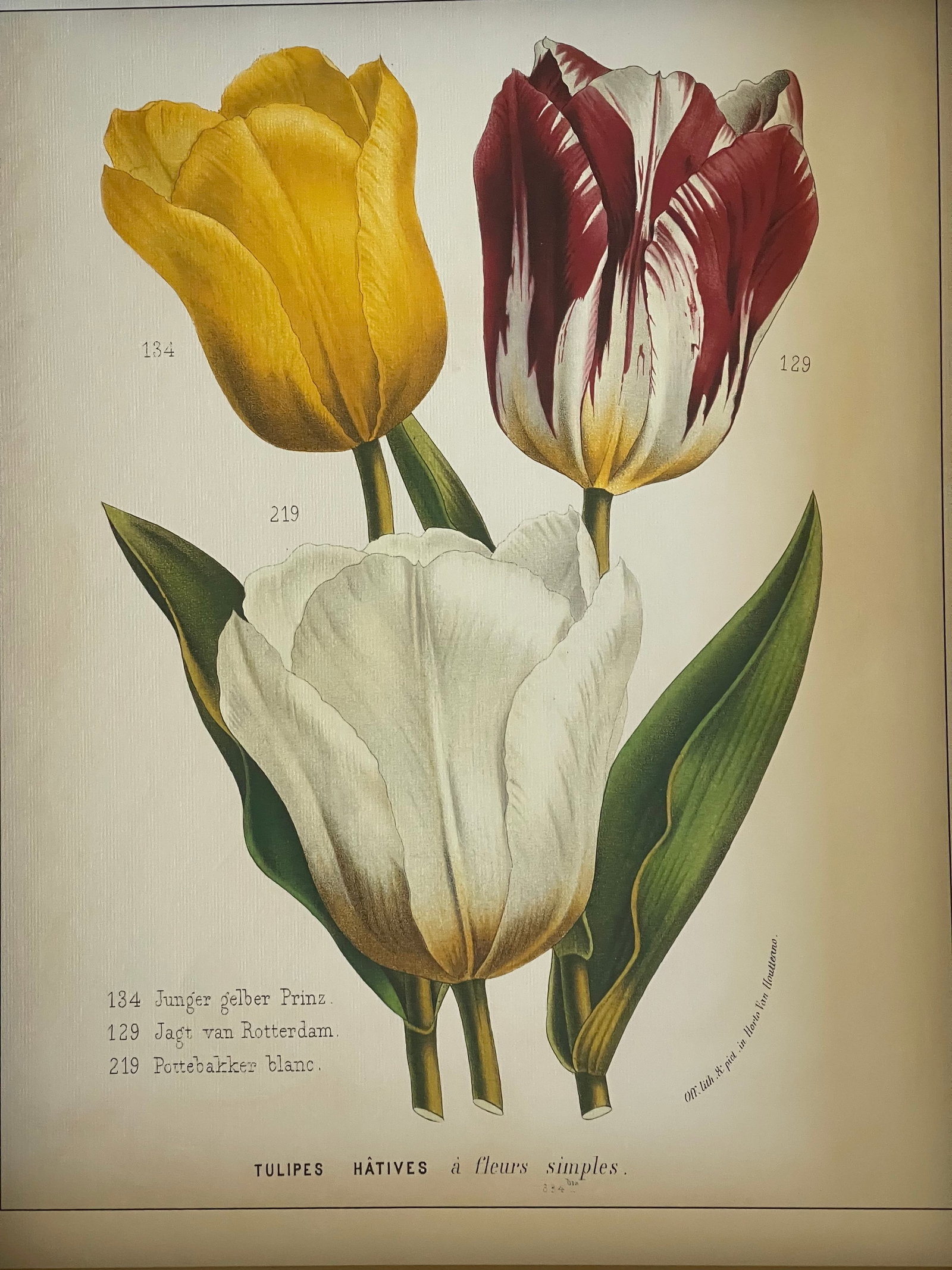 Vintage Van Houtte Floral Tulips Chromolithograph in Golden Frame Reproduction - 2