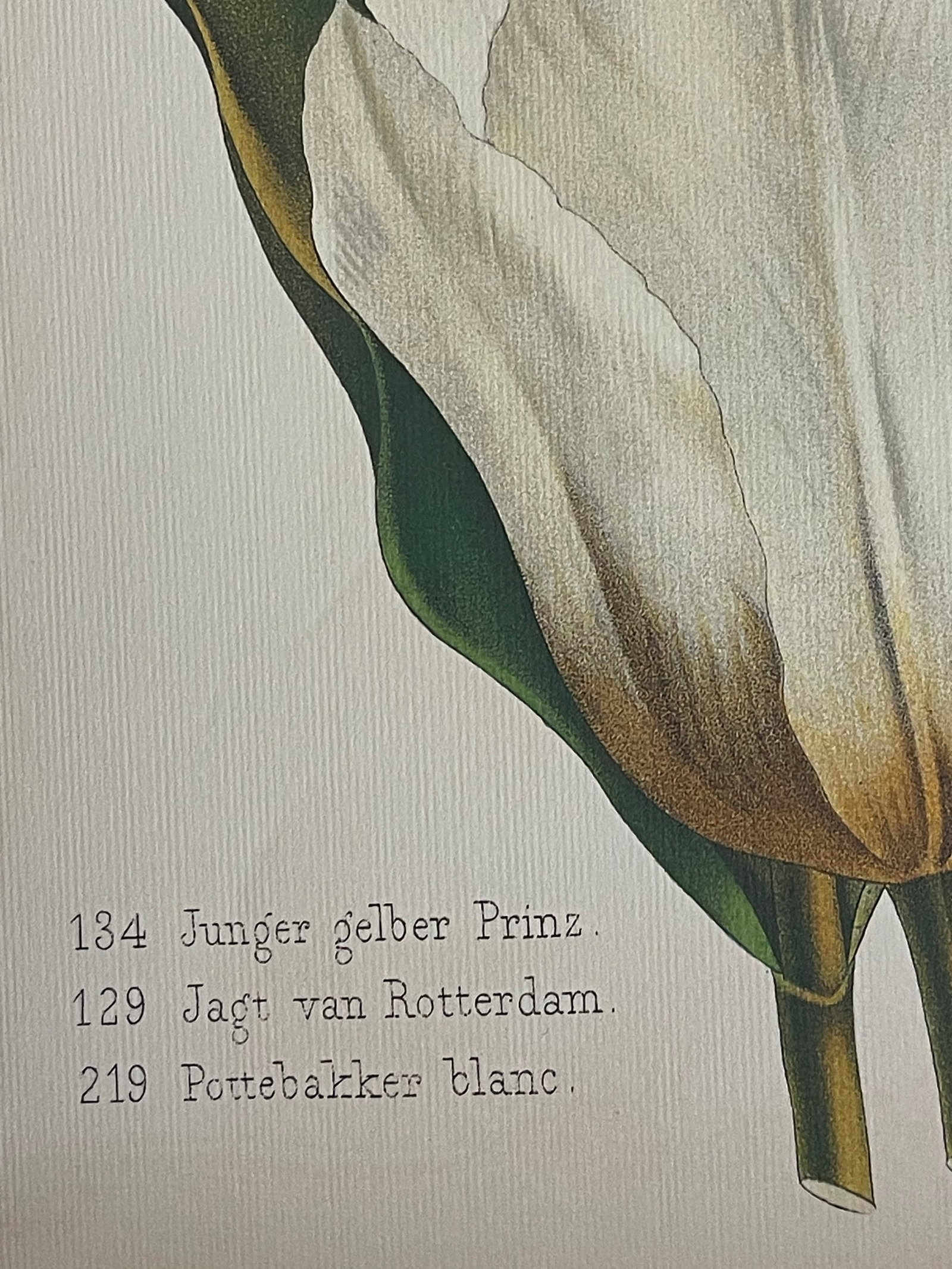 Vintage Van Houtte Floral Tulips Chromolithograph in Golden Frame Reproduction - 3
