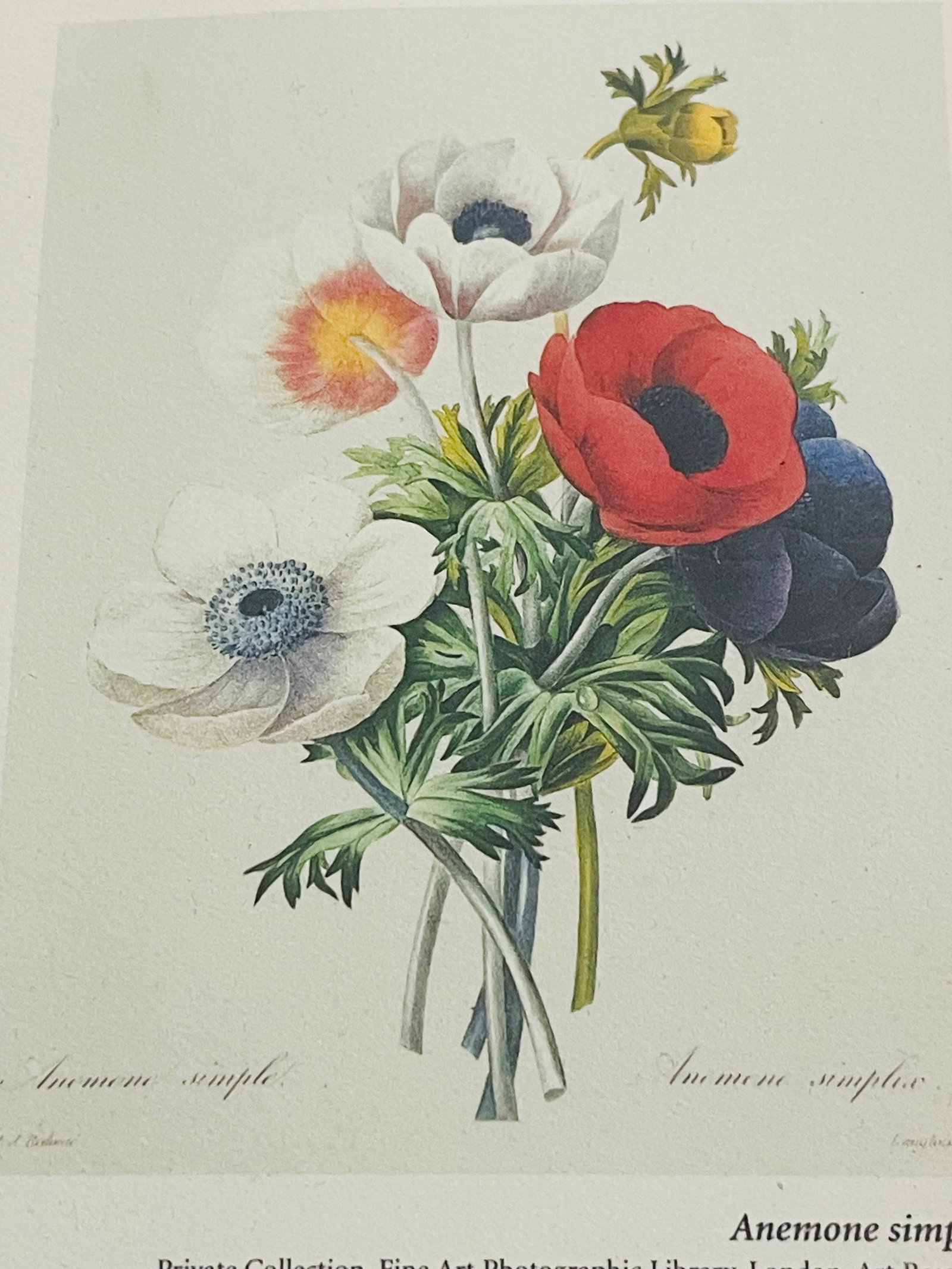P.J.Redoute Pair Floral Chromolithographs Framed Reproduction - 3