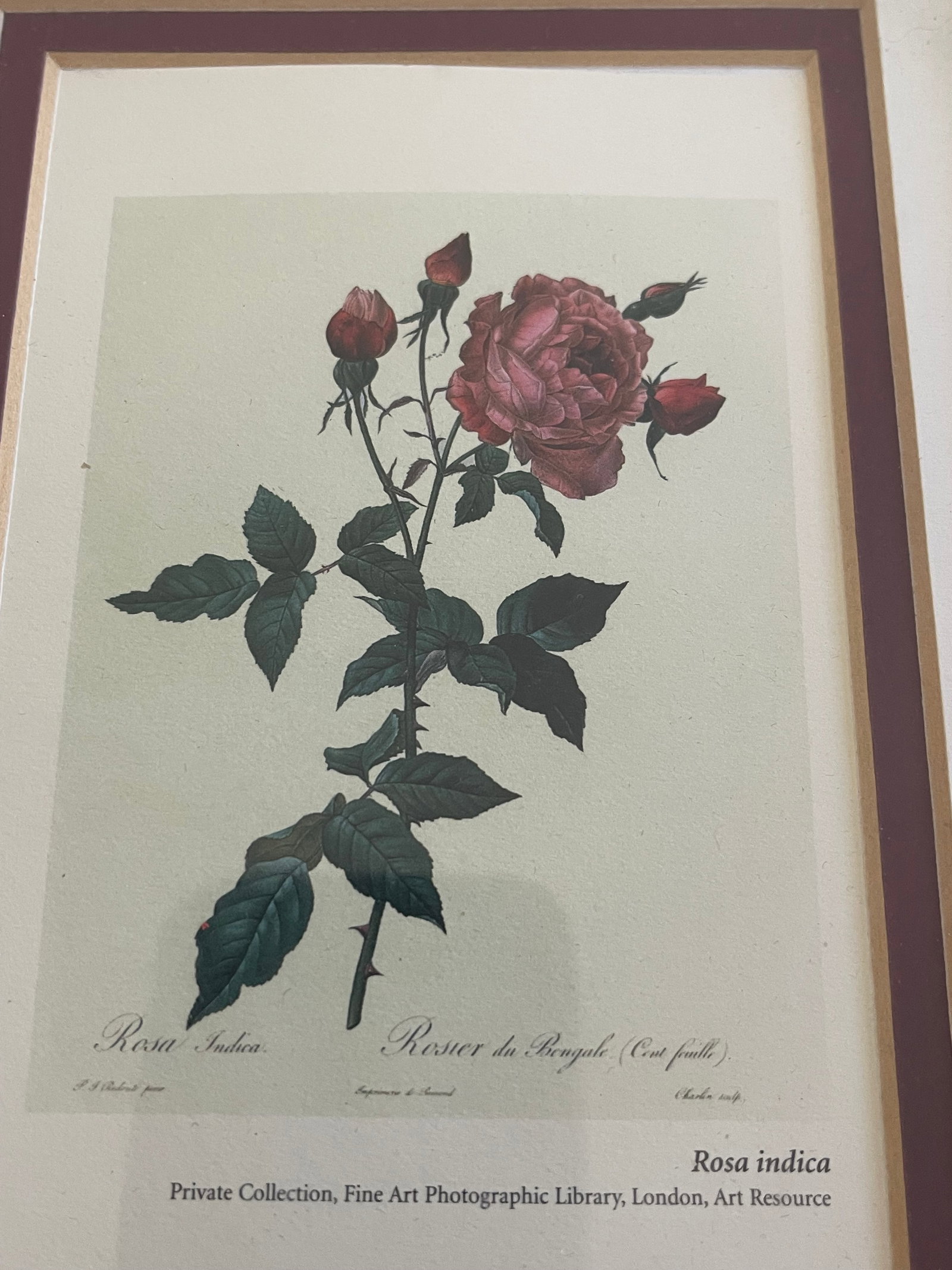 P.J.Redoute Pair Floral Chromolithographs Framed Reproduction - 9