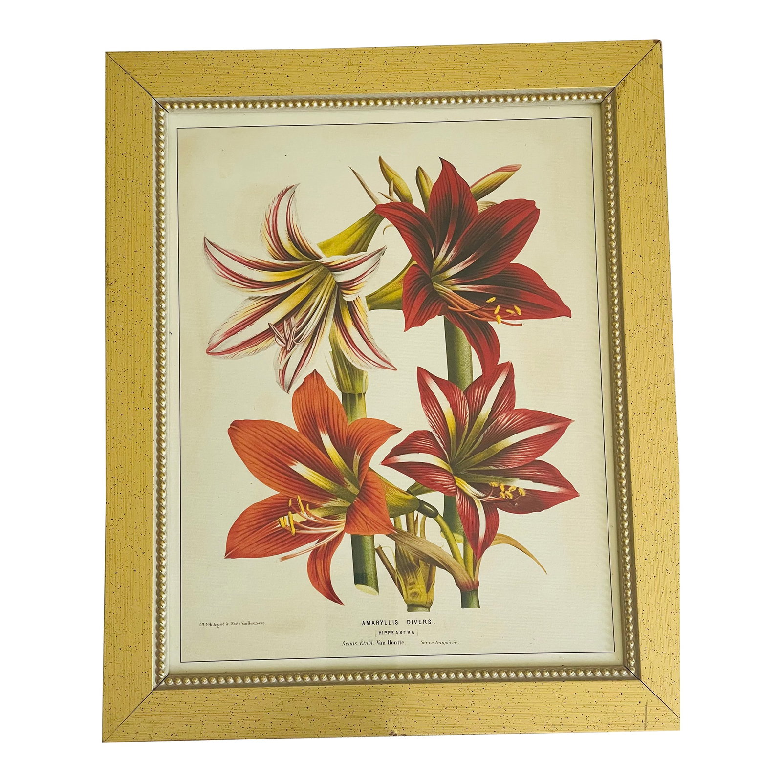 1960s Van Houte Botanical Floral Chromolithograph Amaryllis Reproduction: Botanical floral Amaryllis Chromolithograph Van Houte on woven paper in gold tone frame. Condition: Alterations: Original Condition Unaltered Imperfections: Some Imperfections Condition Notes: Good