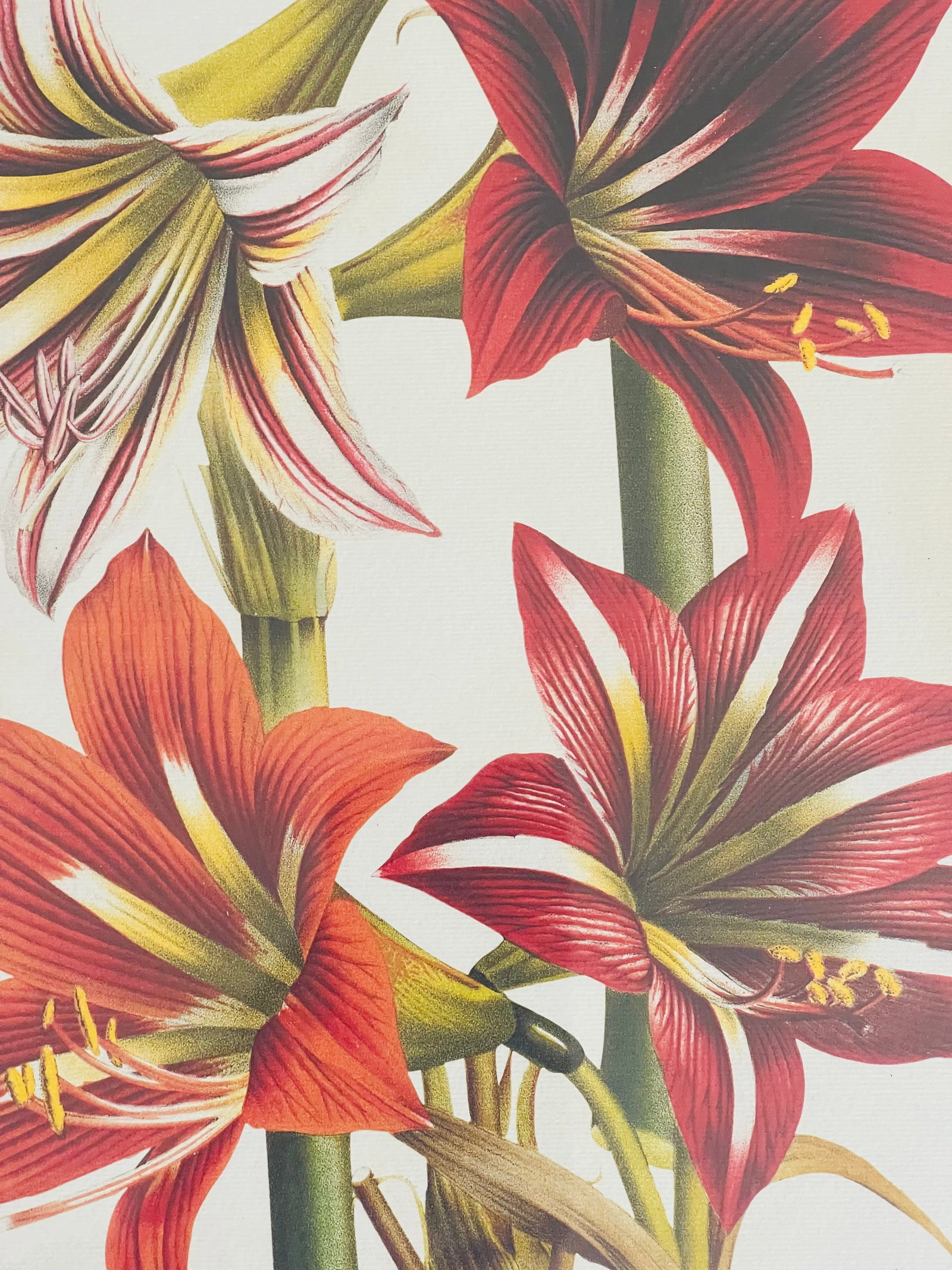 1960s Van Houte Botanical Floral Chromolithograph Amaryllis Reproduction - 2