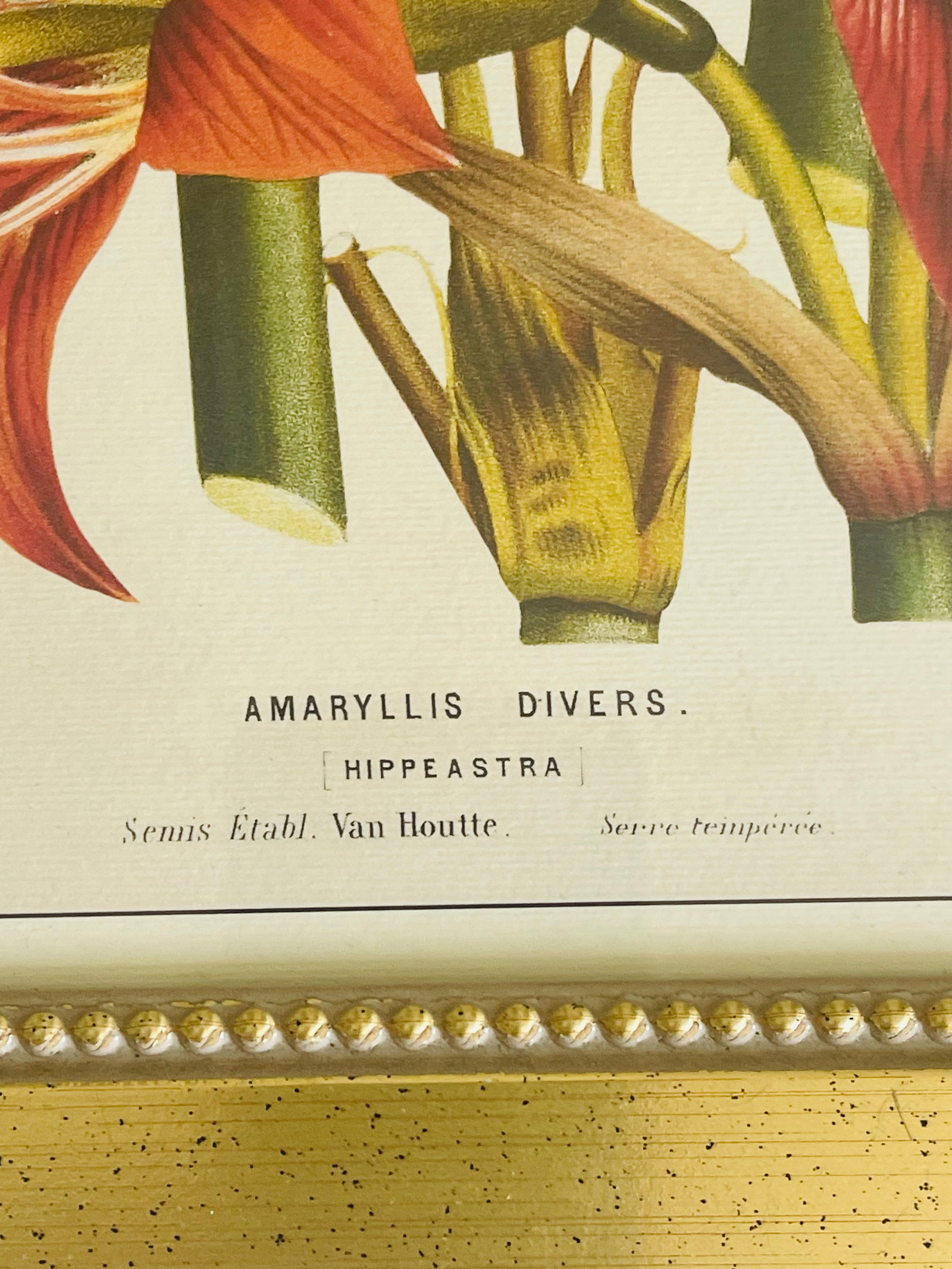 1960s Van Houte Botanical Floral Chromolithograph Amaryllis Reproduction - 3