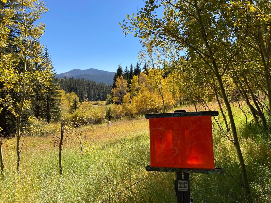 Gusty (plein air Golden Gate Canyon SP) by Tracy Wall | Oil on Canvas Landscape with trees and hills - 4