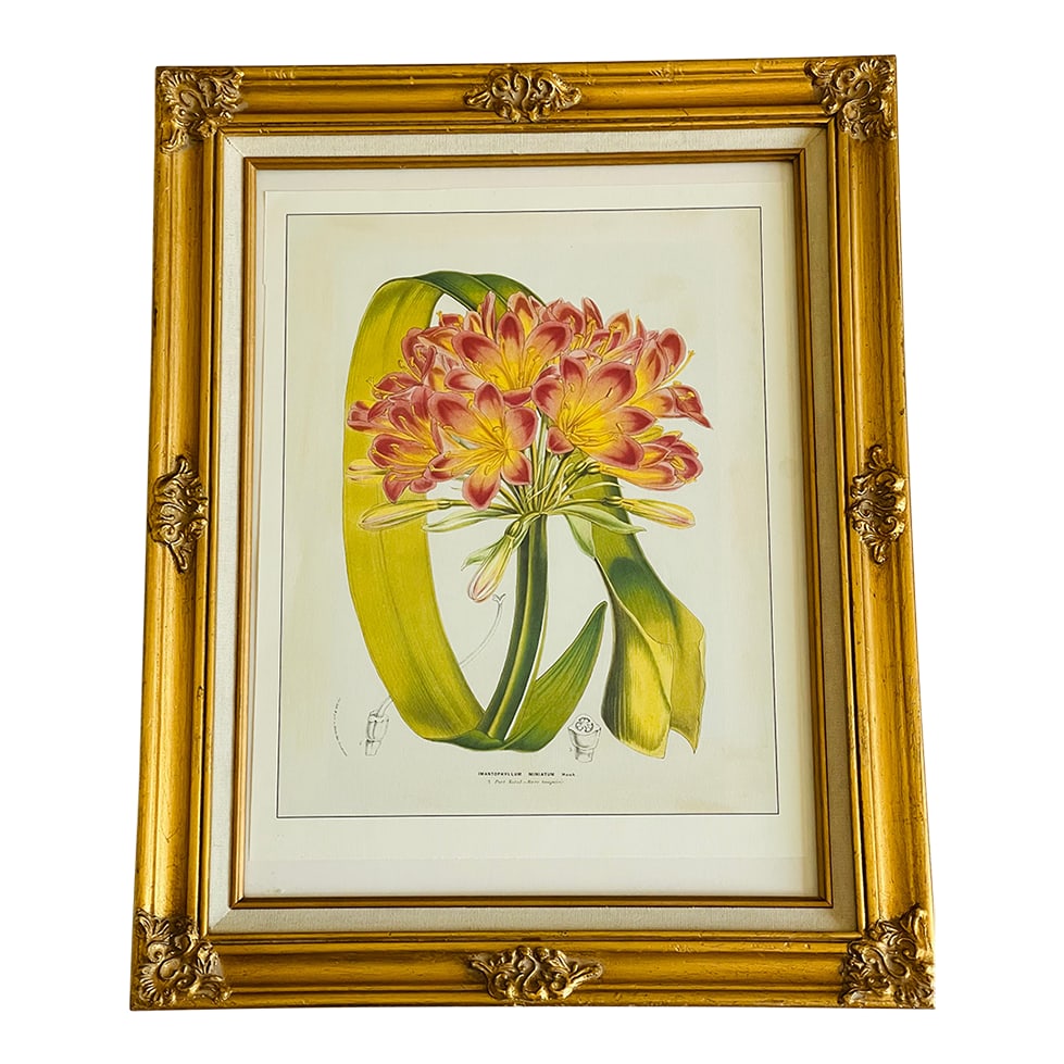Vintage De Houte Botanical Chromolithograph in Gold Frame