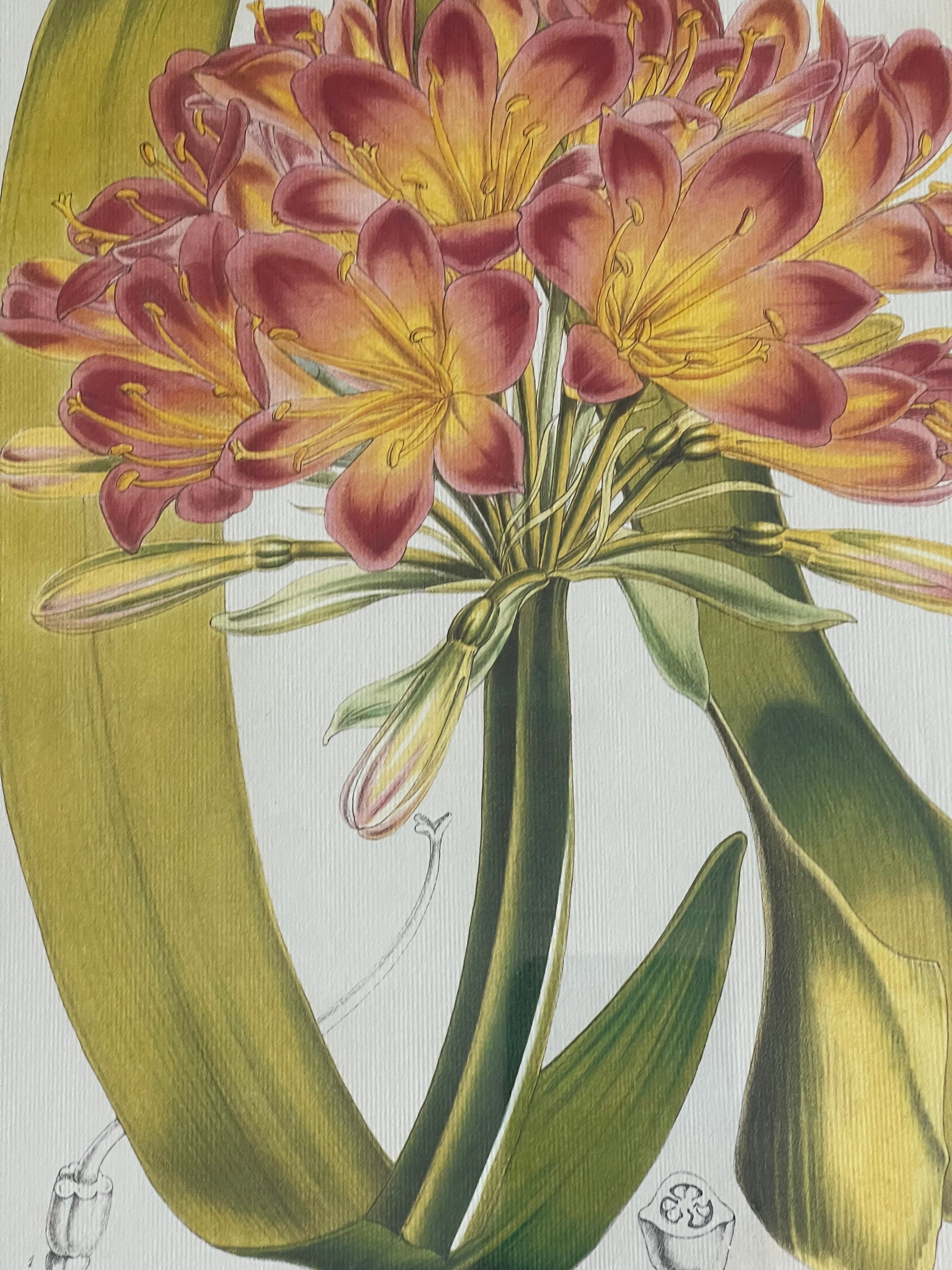 Vintage De Houte Botanical Chromolithograph in Gold Frame - 2