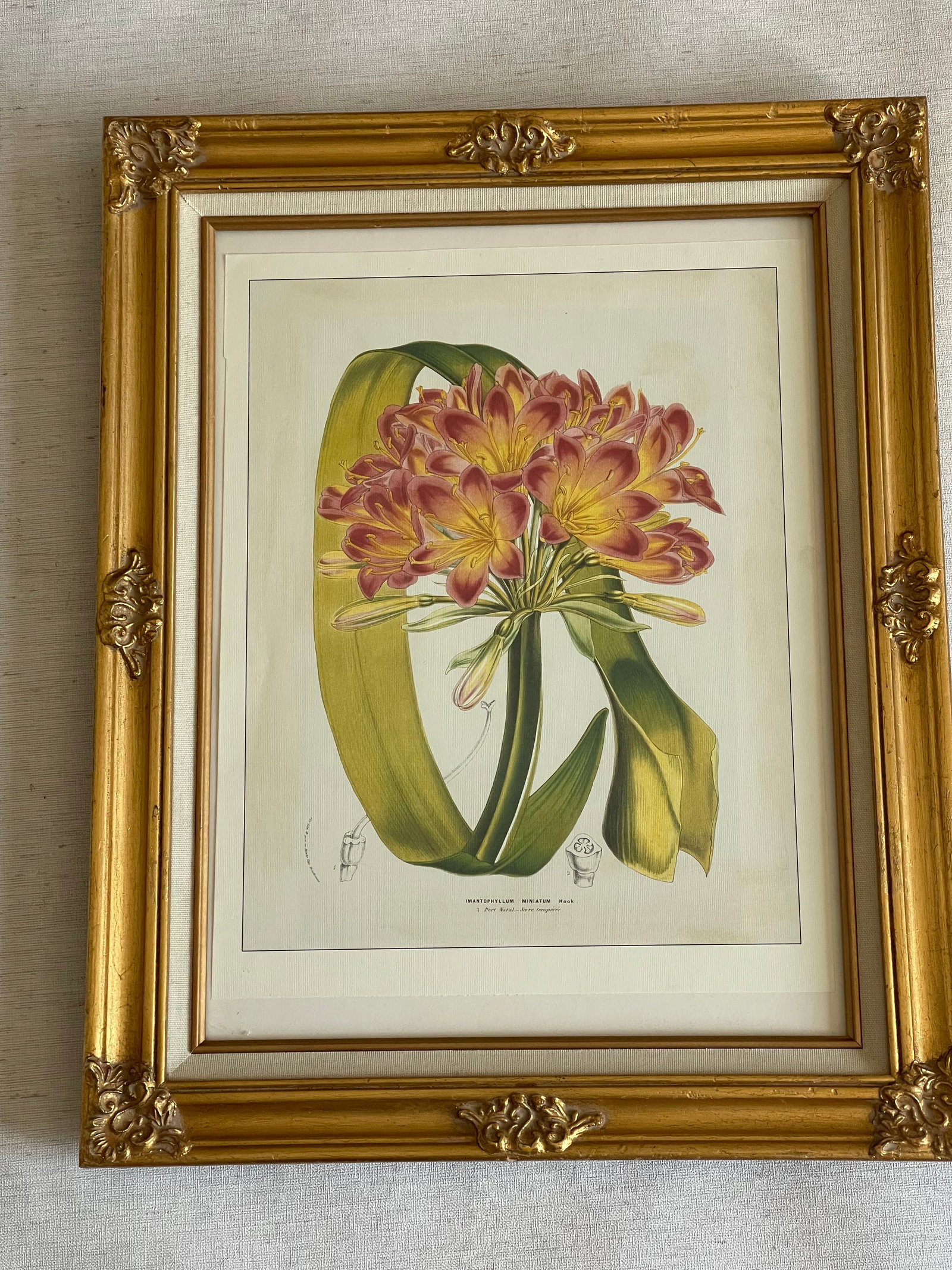 Vintage De Houte Botanical Chromolithograph in Gold Frame - 3