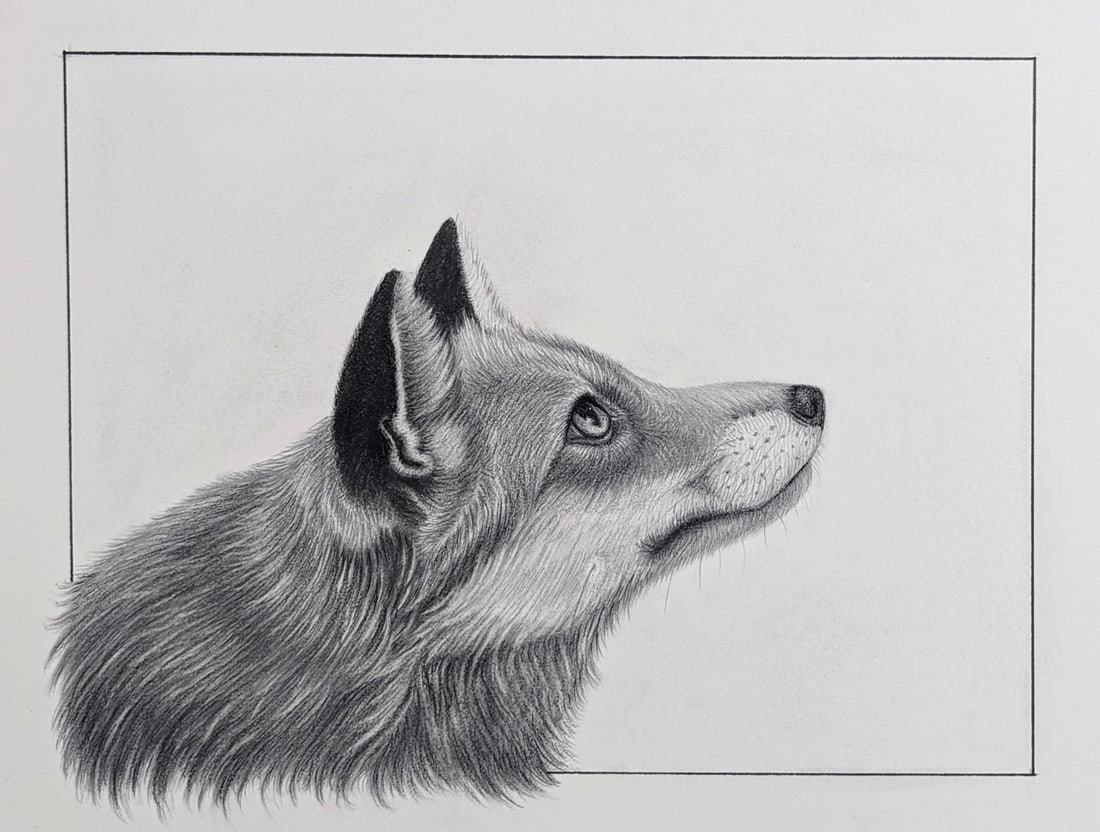 Things are Looking Up by Tammy Liu-Haller | Charcoal and graphite drawing of a fox's head: This charcoal and graphite artwork captures the profile of a fox, showcasing its keen gaze directed upward. The intricate detailing in the fur and expressive eyes conveys a sense of curiosity and cont